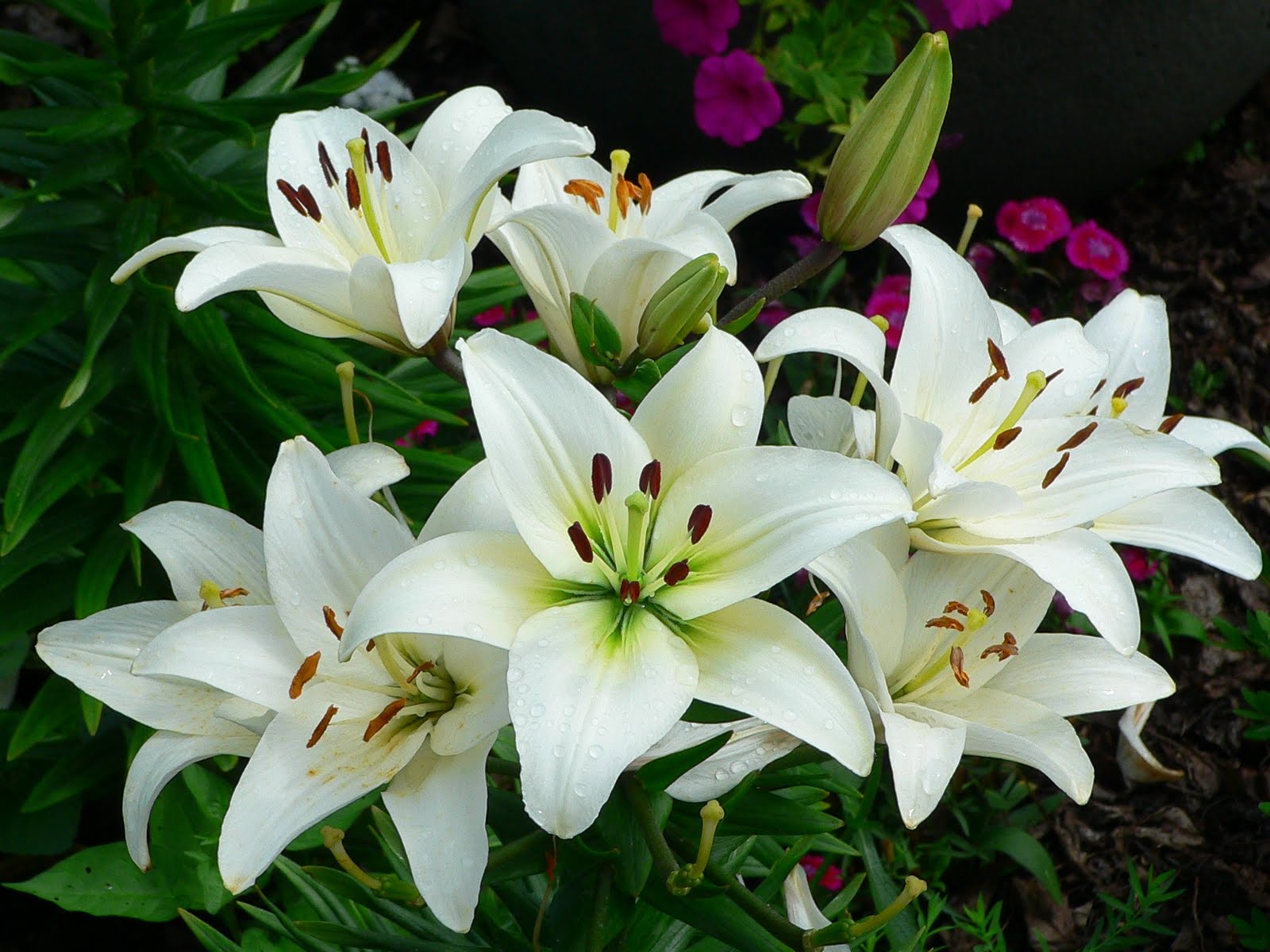 PCデスクトップにフラワーズ, 花, 地球, リリー, 白い花画像を無料でダウンロード