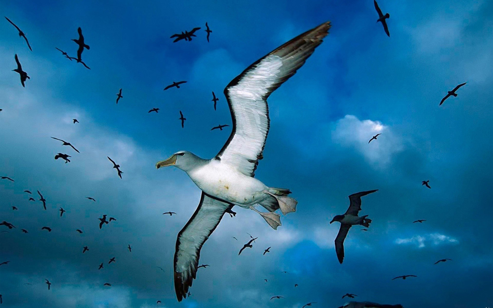 1467743 Hintergrundbild herunterladen tiere, albatros - Bildschirmschoner und Bilder kostenlos
