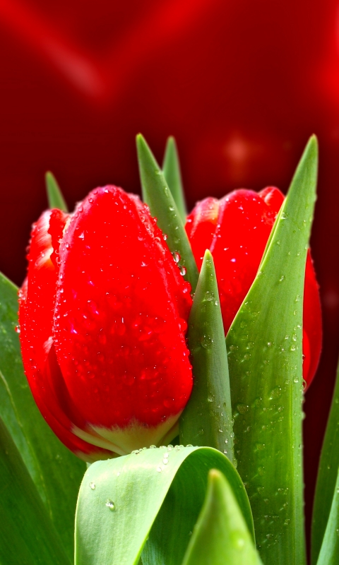 Handy-Wallpaper Natur, Blumen, Blume, Tulpe, Rote Blume, Erde/natur kostenlos herunterladen.