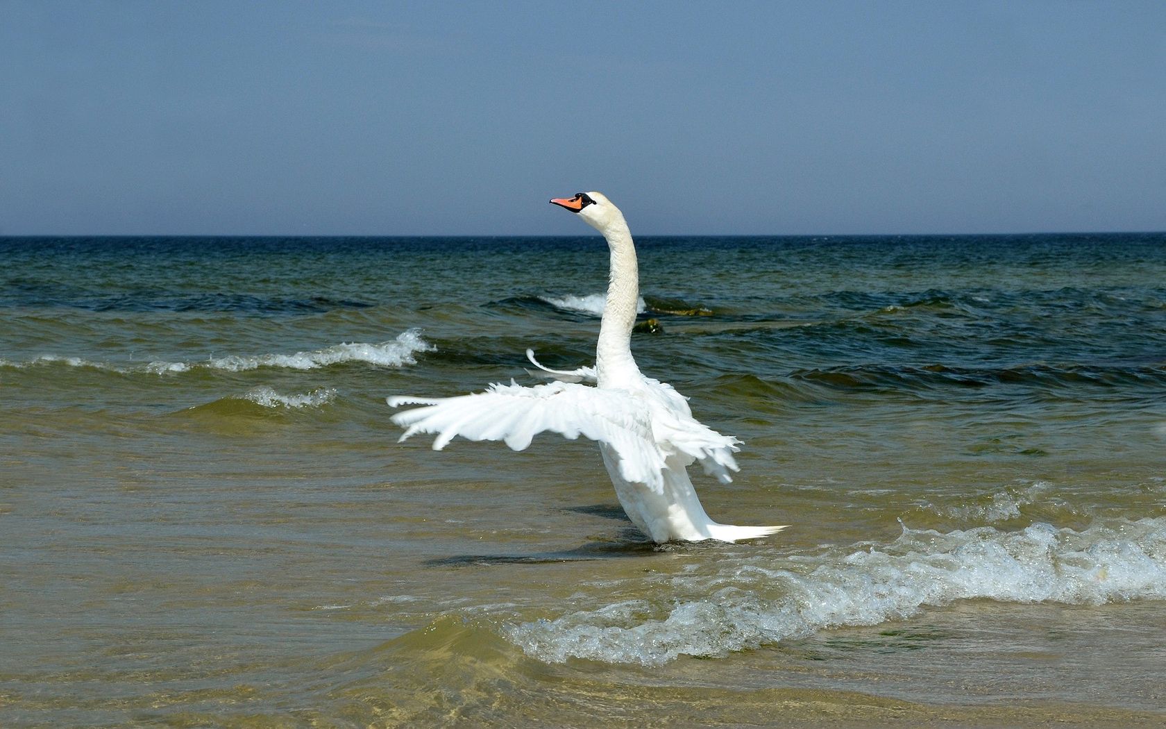 104368 скачать картинку птица, животные, волны, берег, крылья, лебедь, взмах - обои и заставки бесплатно