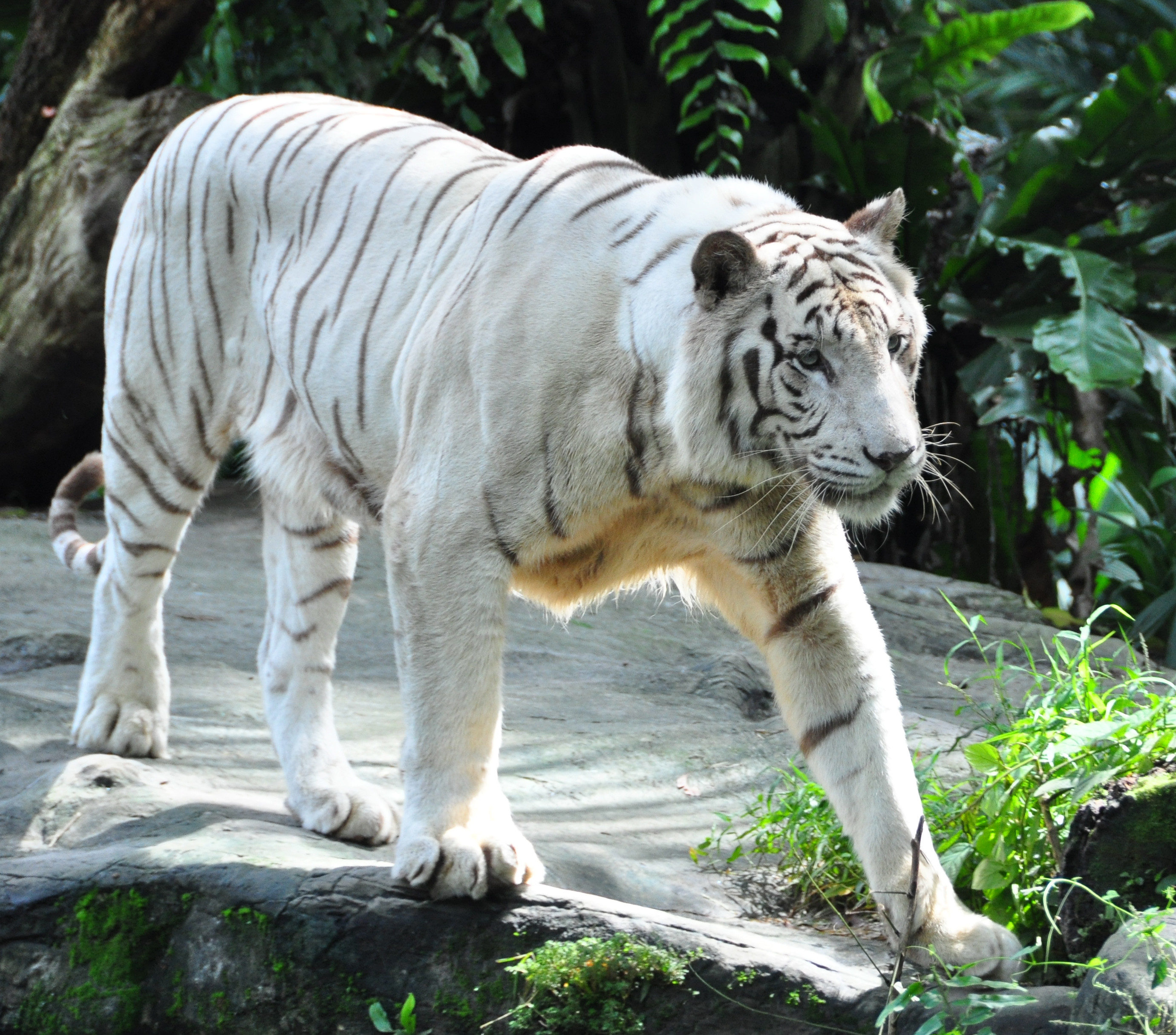146846 скачать обои животные, хищник, большая кошка, тигр, бенгальский тигр - заставки и картинки бесплатно
