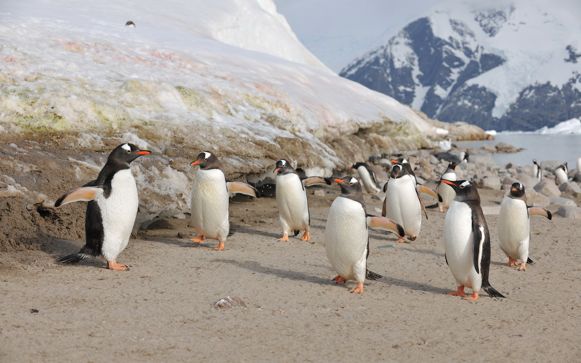 Baixe gratuitamente a imagem Animais, Praia, Pinguim na área de trabalho do seu PC