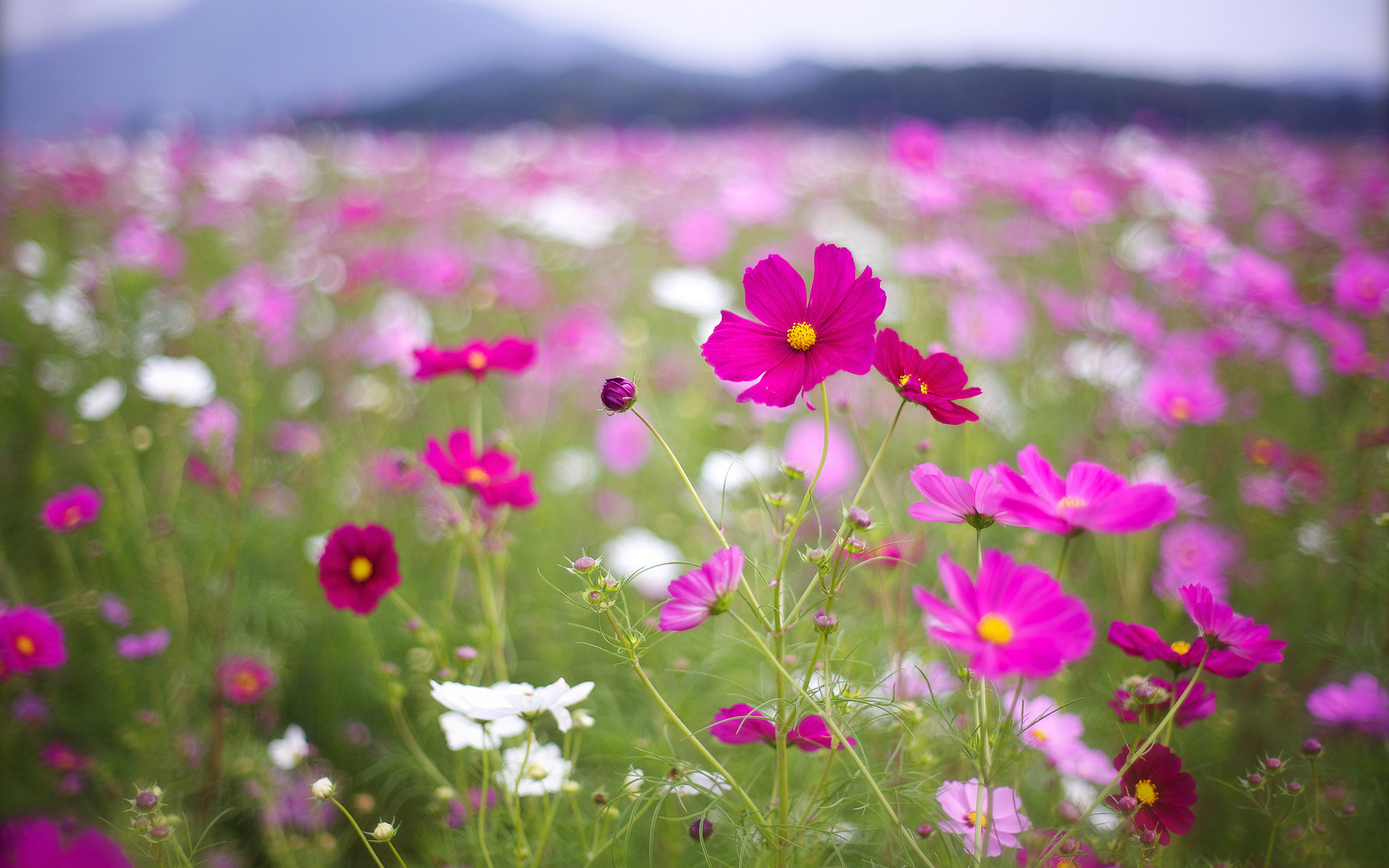 Free download wallpaper Flowers, Flower, Earth, Cosmos on your PC desktop