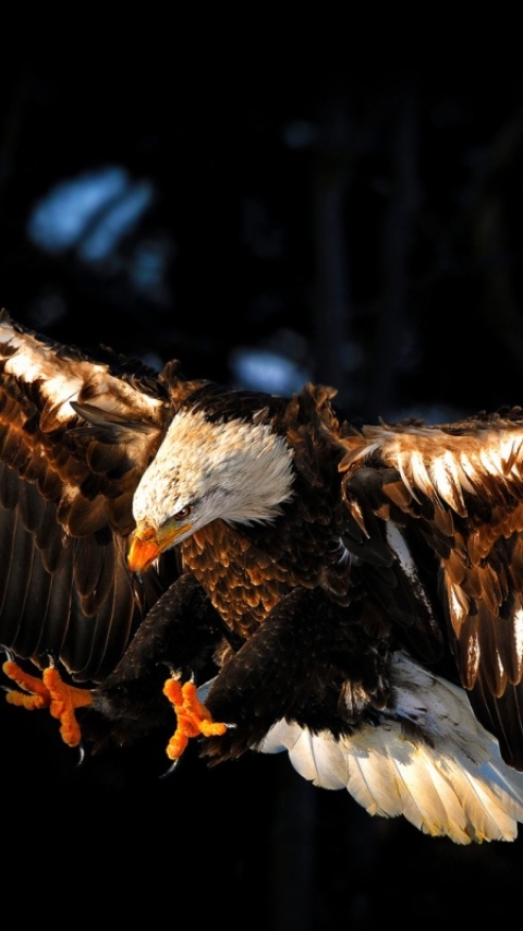 Baixar papel de parede para celular de Animais, Aves, Pássaro, Águia gratuito.