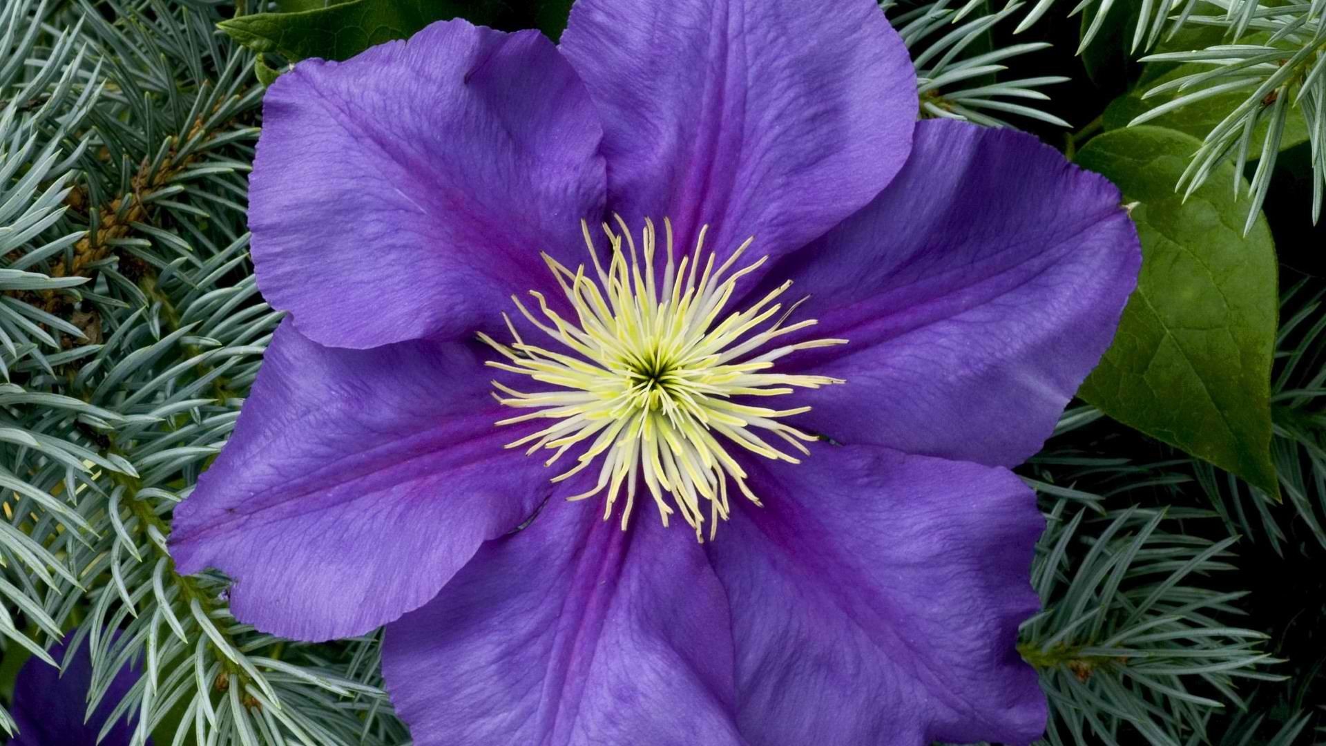 earth, clematis, close up, flower, purple flower, flowers