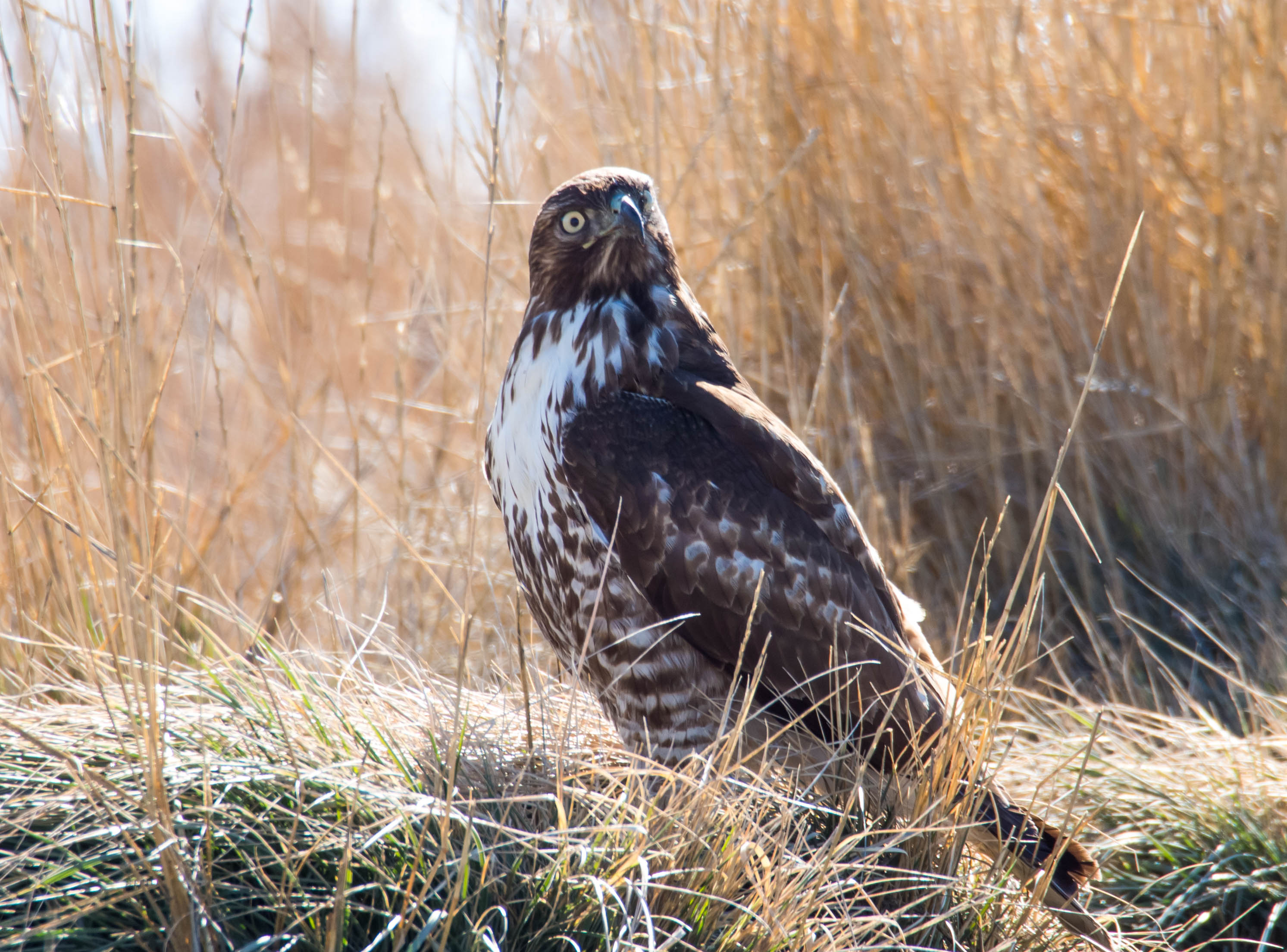 hawk, animals, grass, bird, wildlife Smartphone Background