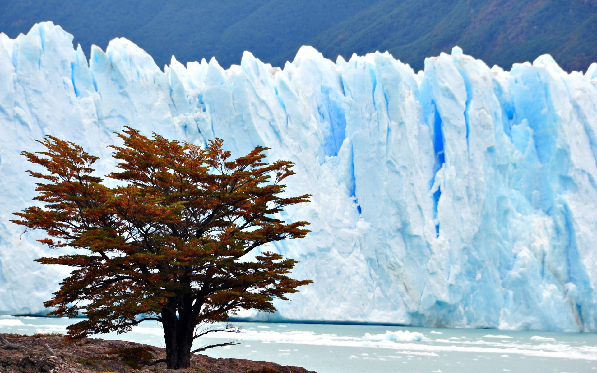 Скачать картинку Дерево, Ледник, Живопись, Ландшафт, Лёд, Земля/природа в телефон бесплатно.