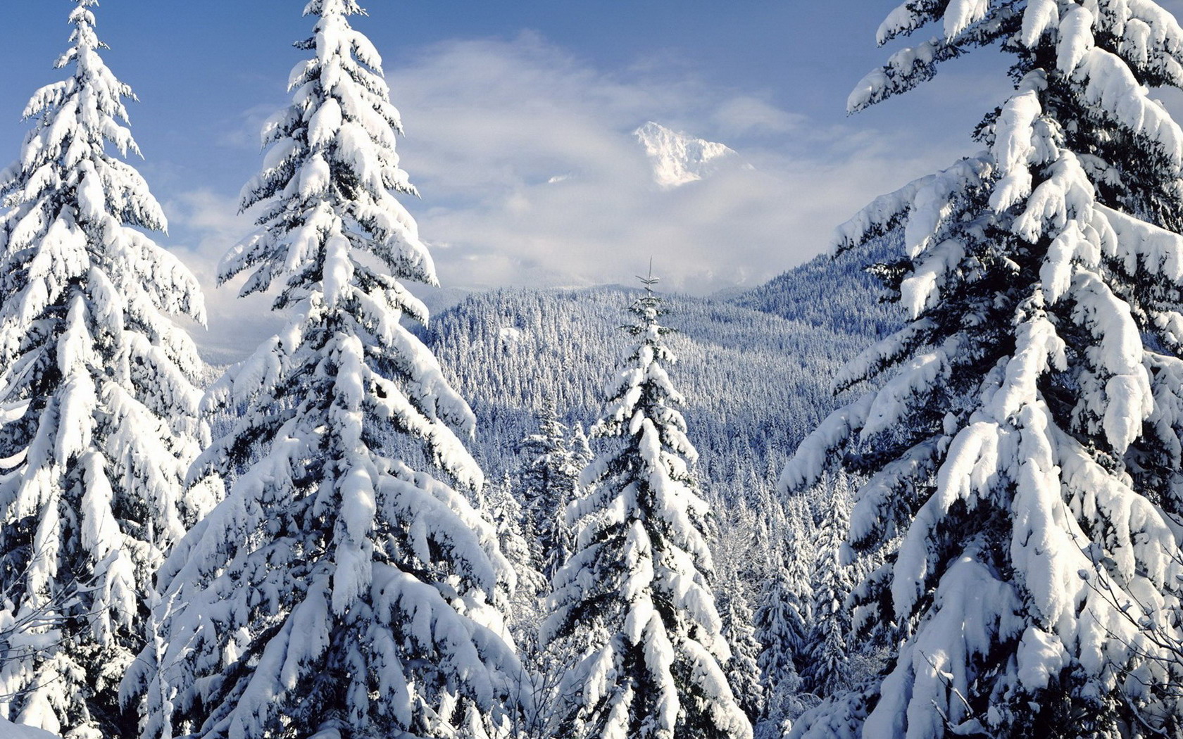 Скачати мобільні шпалери Зима, Сніг, Гора, Ліс, Дерево, Земля безкоштовно.