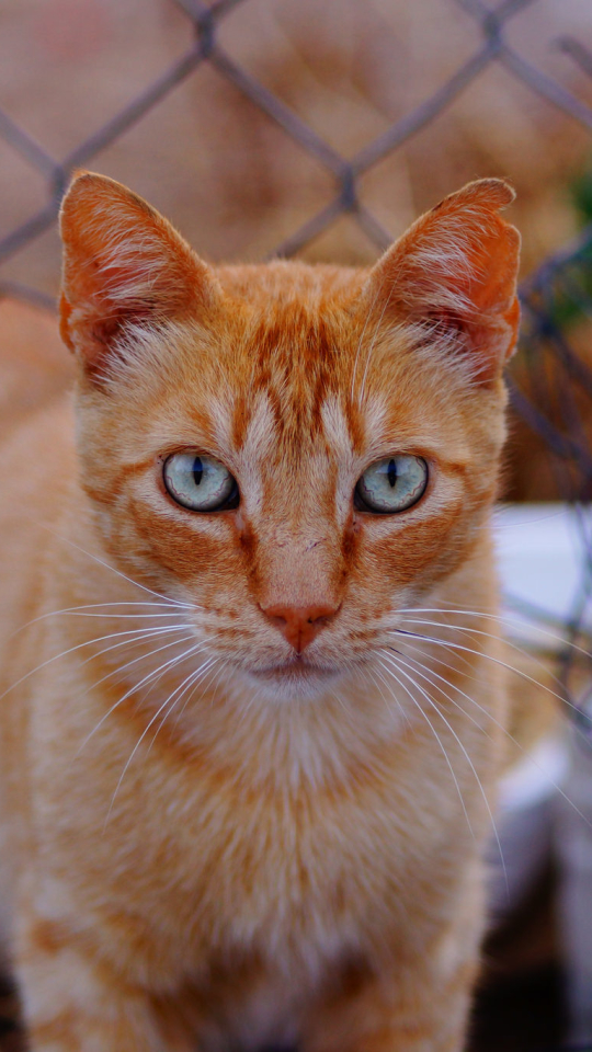 Baixar papel de parede para celular de Animais, Gatos, Gato, Cerca, Olhar Fixamente gratuito.