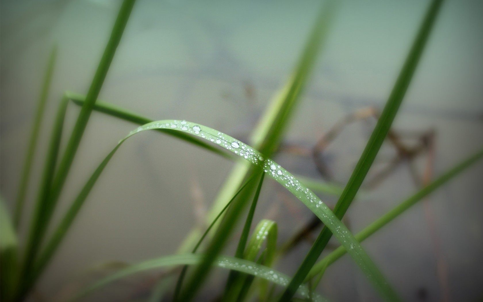 Free download wallpaper Grass, Water, Drops, Macro, Greens on your PC desktop