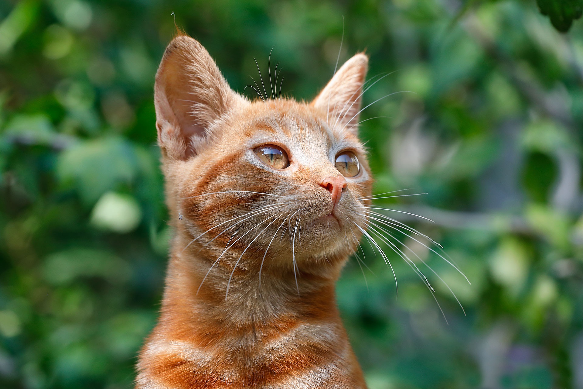 Laden Sie das Tiere, Katzen, Katze, Kätzchen, Tierbaby-Bild kostenlos auf Ihren PC-Desktop herunter