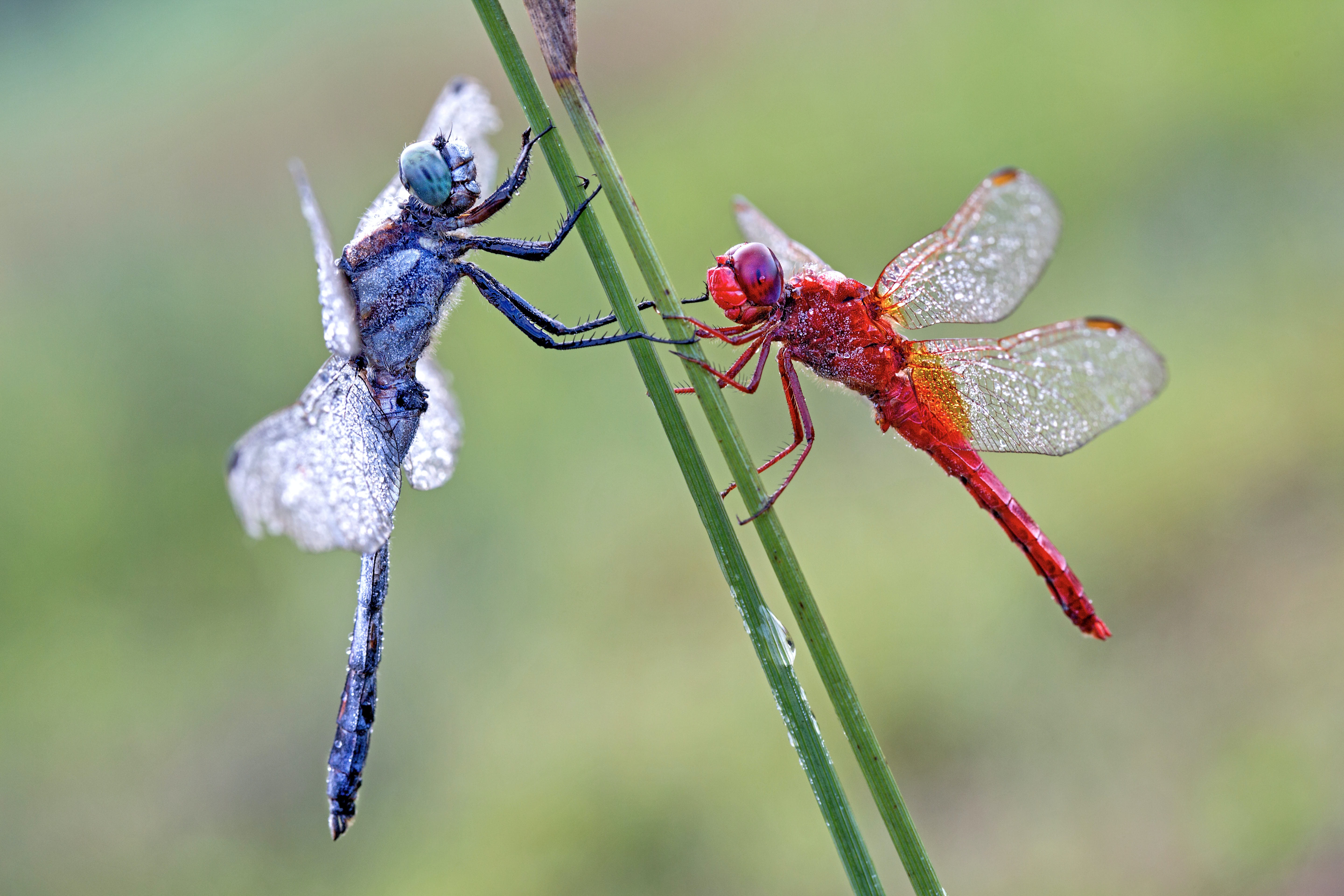 Laden Sie das Tiere, Insekten, Makro, Insekt, Libelle-Bild kostenlos auf Ihren PC-Desktop herunter