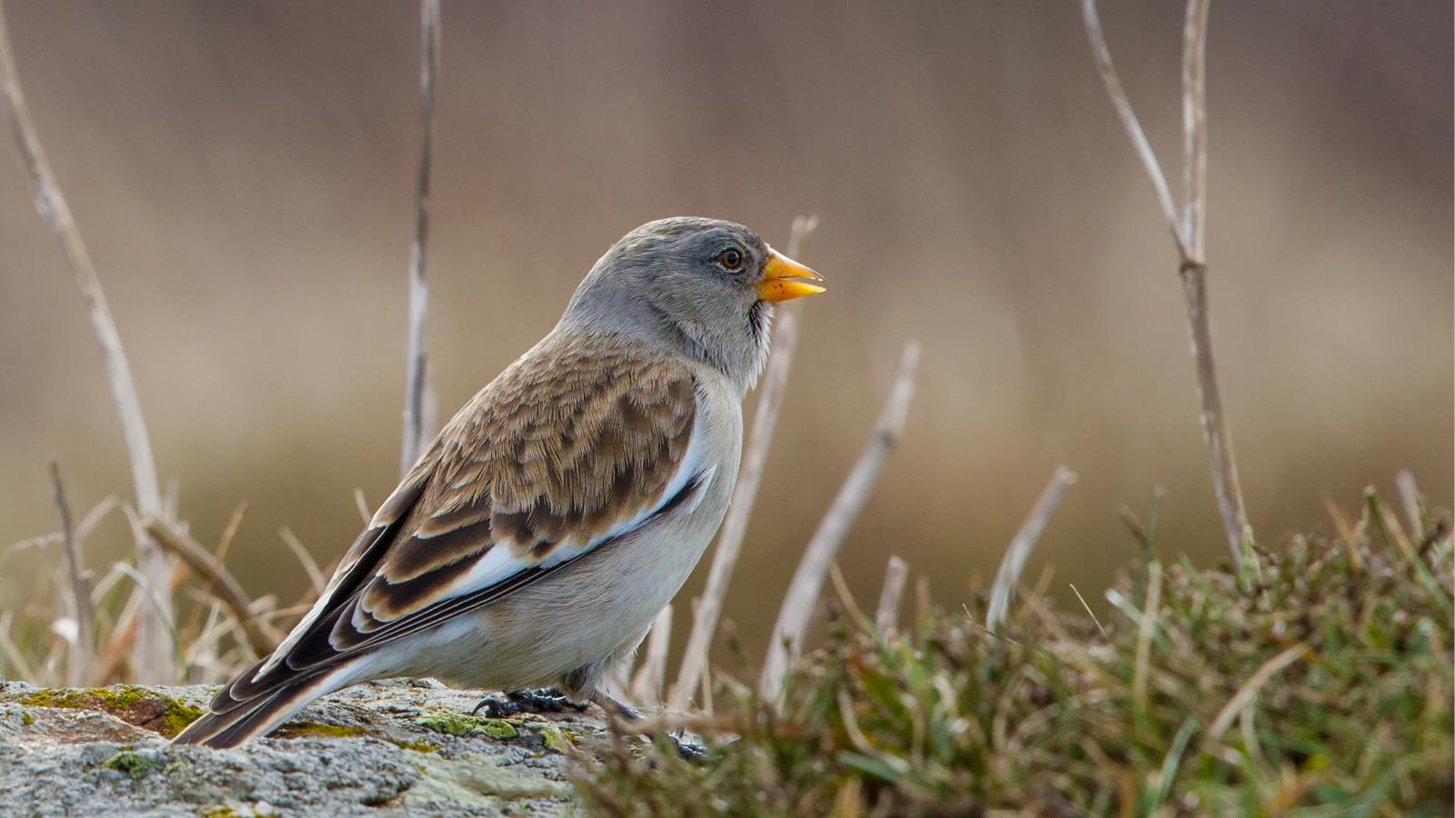 Baixar papel de parede para celular de Pássaro, Aves, Animais gratuito.