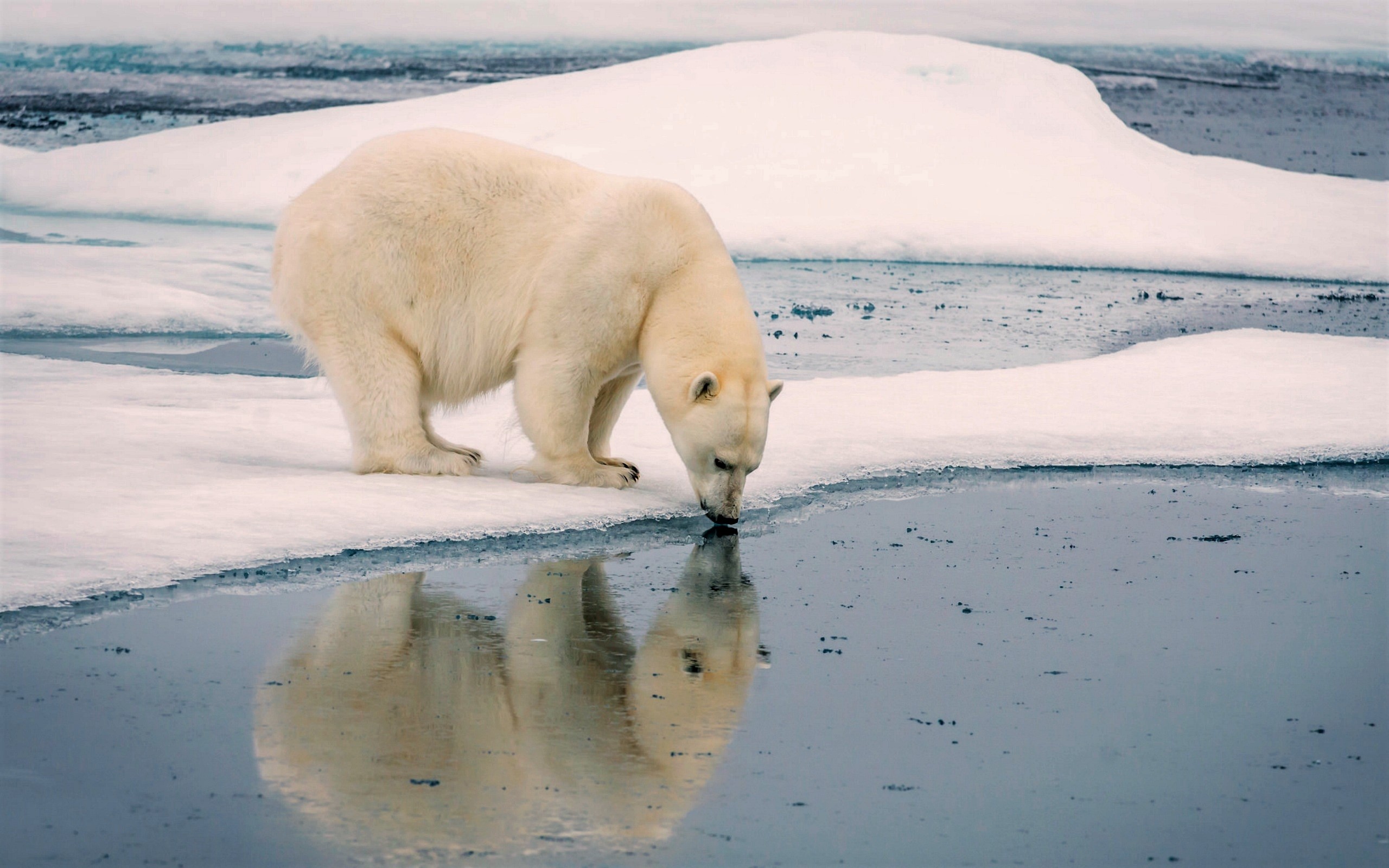 animal, polar bear, drinking, reflection, snow, water