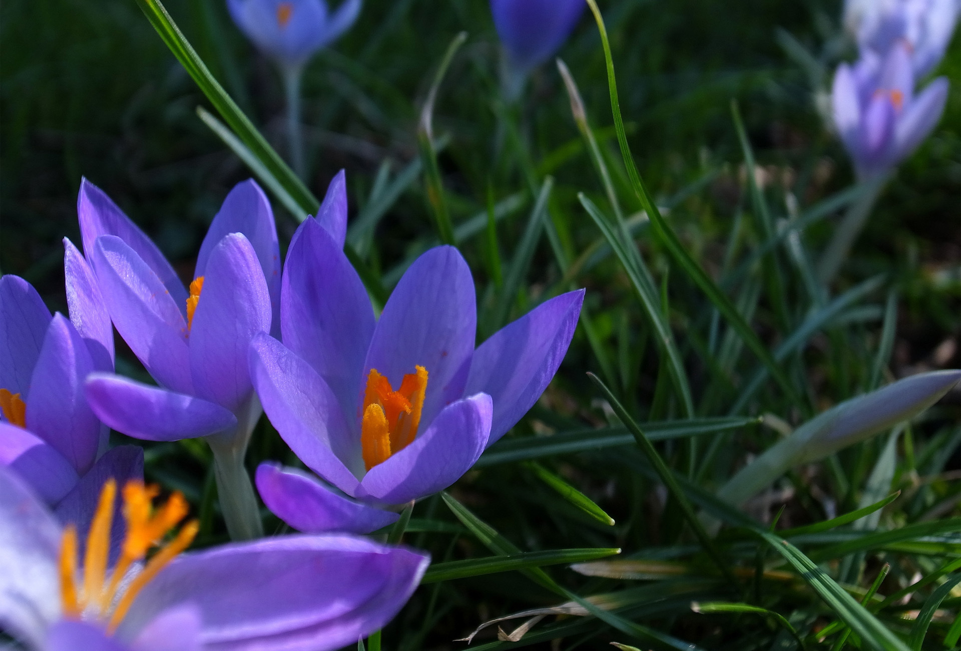 Téléchargez des papiers peints mobile Crocus, Fleur Mauve, Fleurs, Fleur, Terre/nature gratuitement.