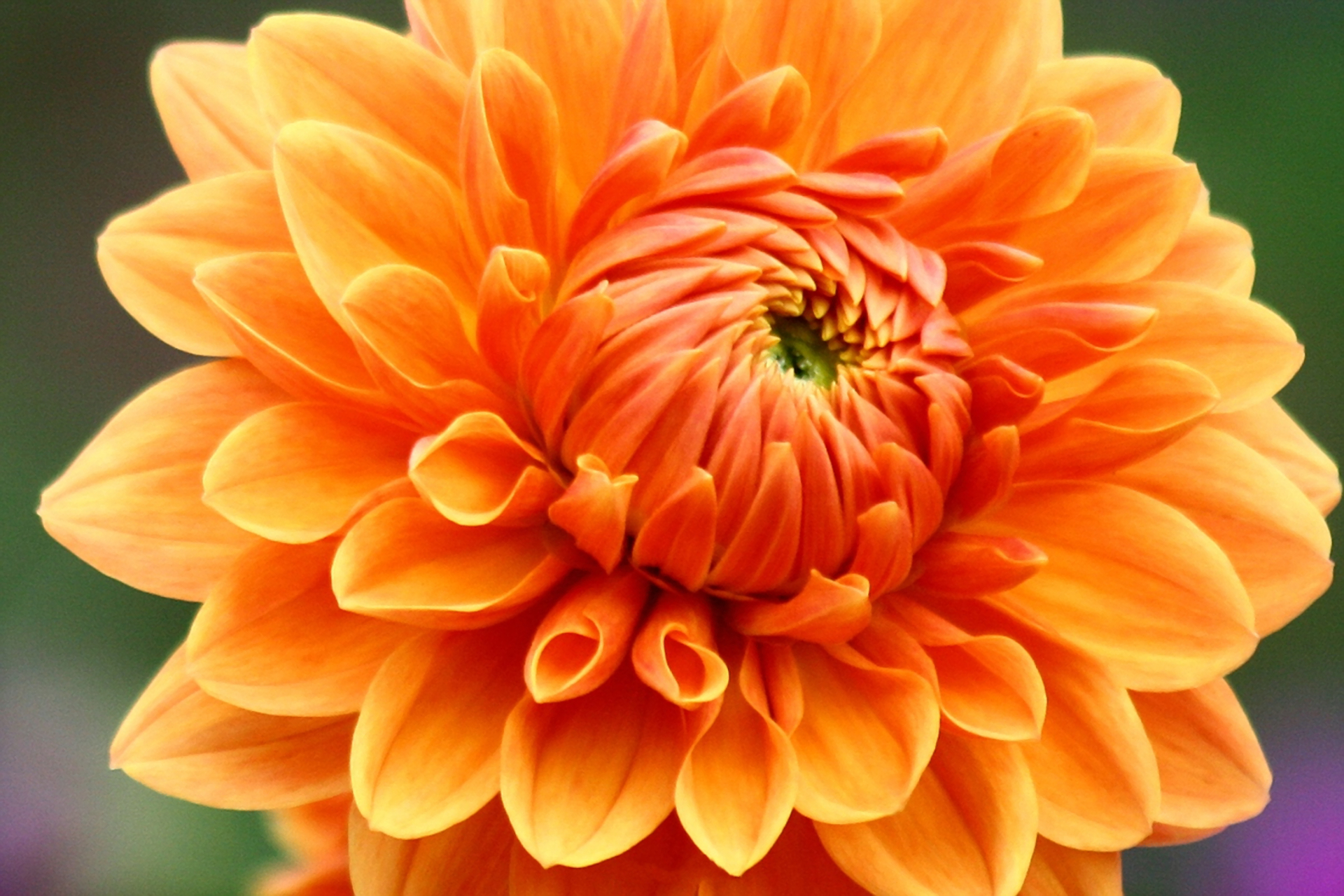 Download mobile wallpaper Flowers, Flower, Close Up, Earth, Dahlia, Orange Flower for free.