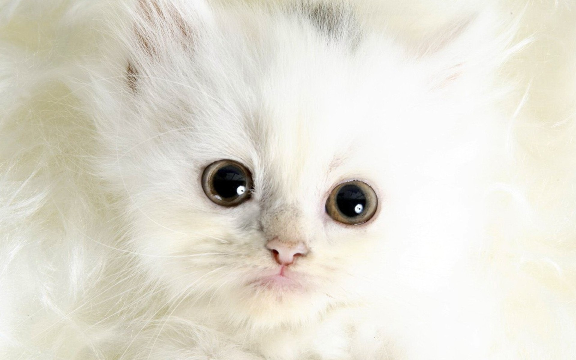 Download mobile wallpaper Cat, Cats, Animal for free.