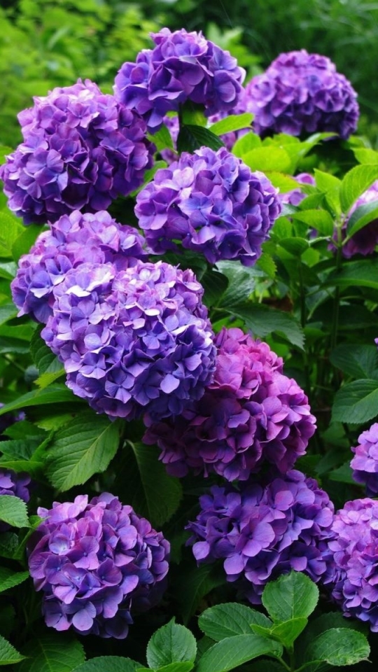 Download mobile wallpaper Flowers, Flower, Leaf, Earth, Hydrangea, Purple Flower for free.