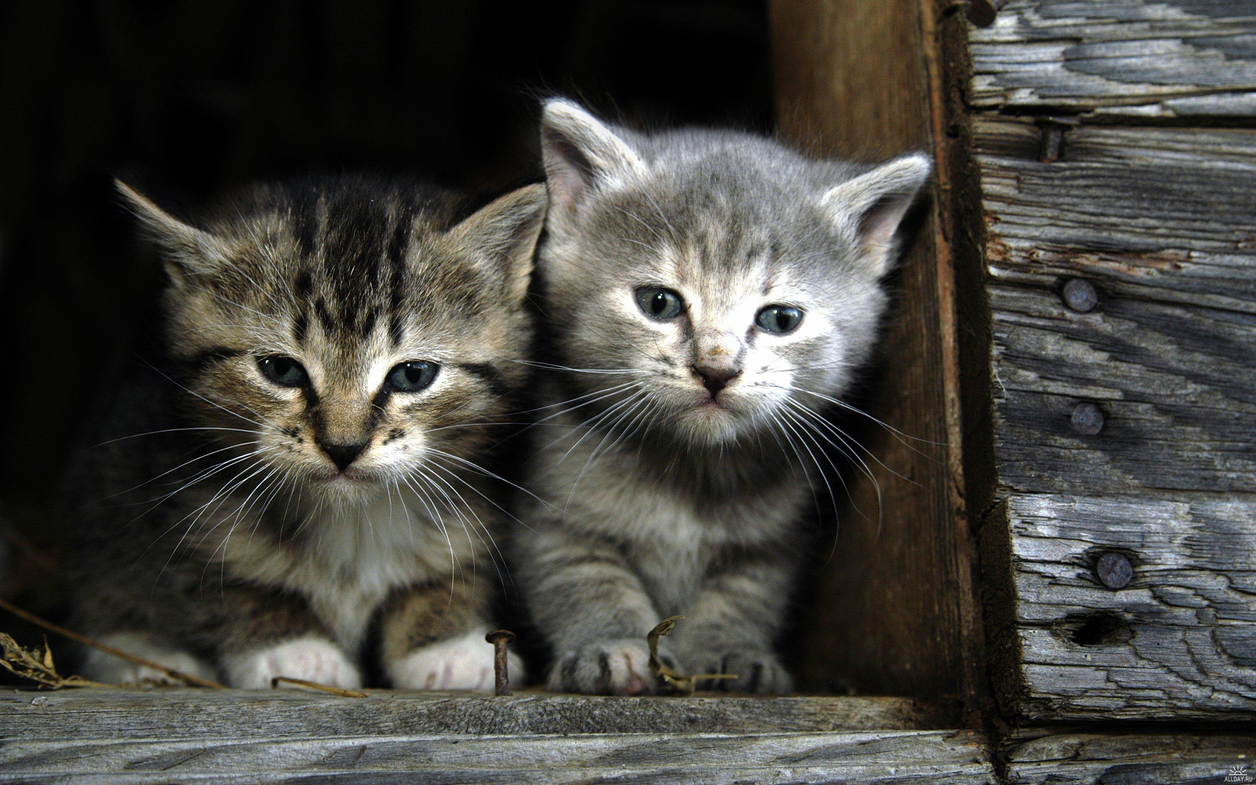 Descarga gratuita de fondo de pantalla para móvil de Animales, Gatos, Gato.