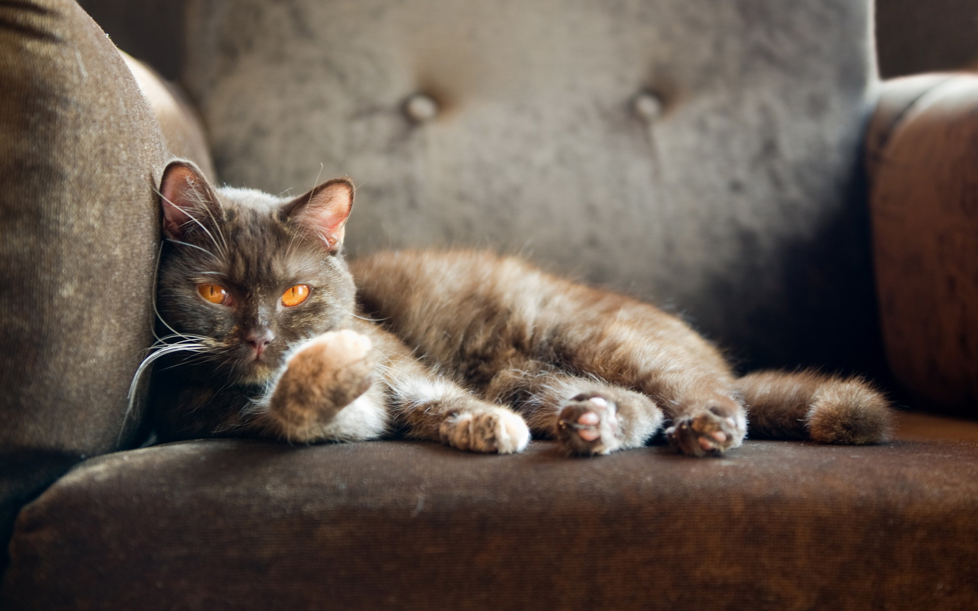 Téléchargez des papiers peints mobile Animaux, Chat gratuitement.