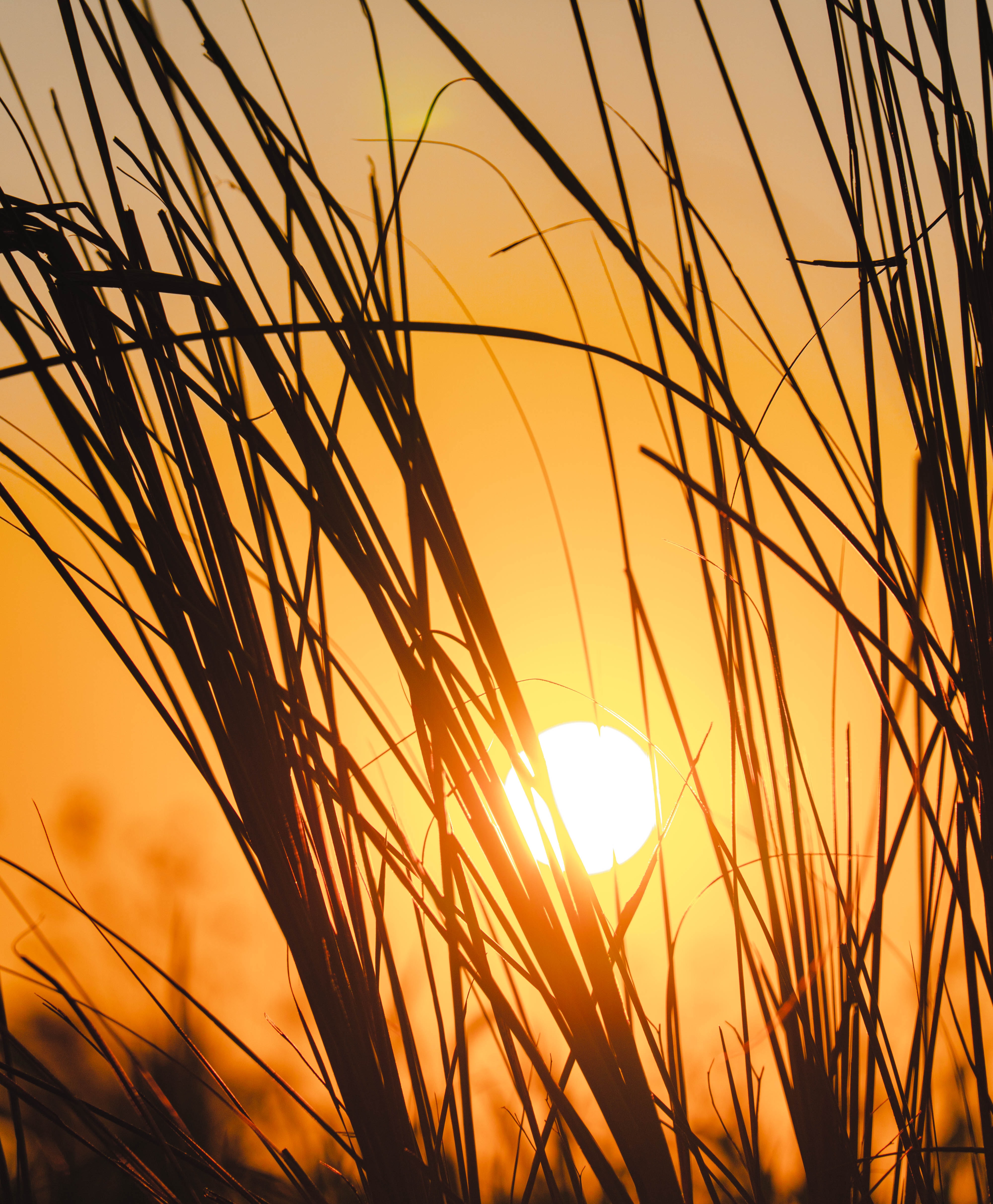 Free download wallpaper Nature, Sunset, Grass, Sun, Silhouette on your PC desktop