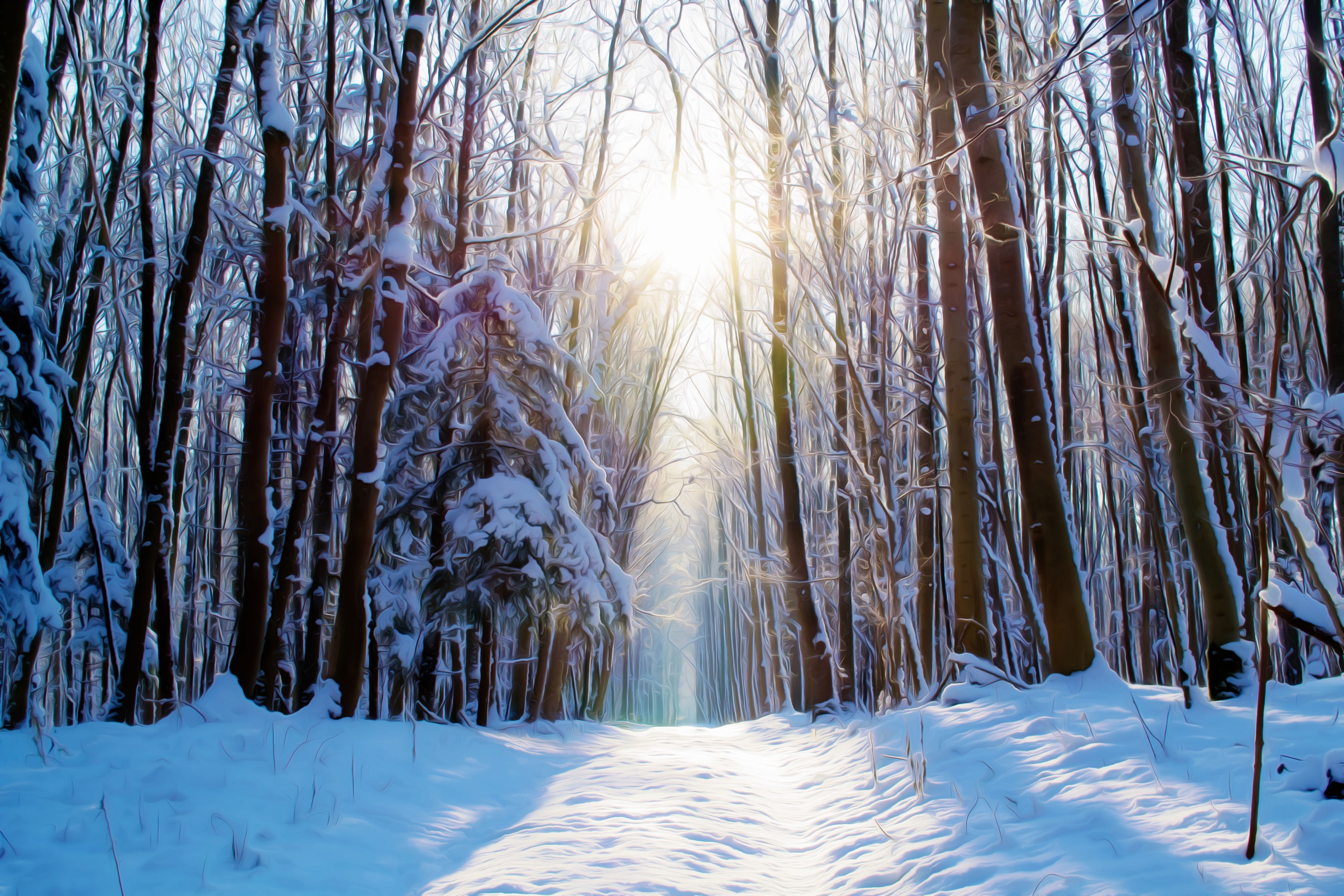 Завантажити шпалери безкоштовно Зима, Природа, Сніг, Ліс, Земля картинка на робочий стіл ПК