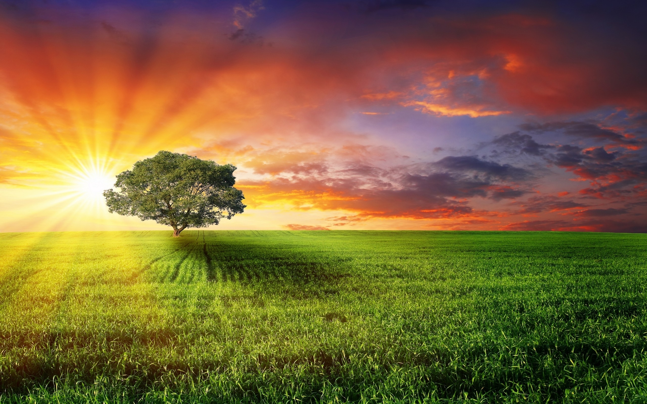 Free download wallpaper Landscape, Trees, Sunset, Sun, Fields on your PC desktop