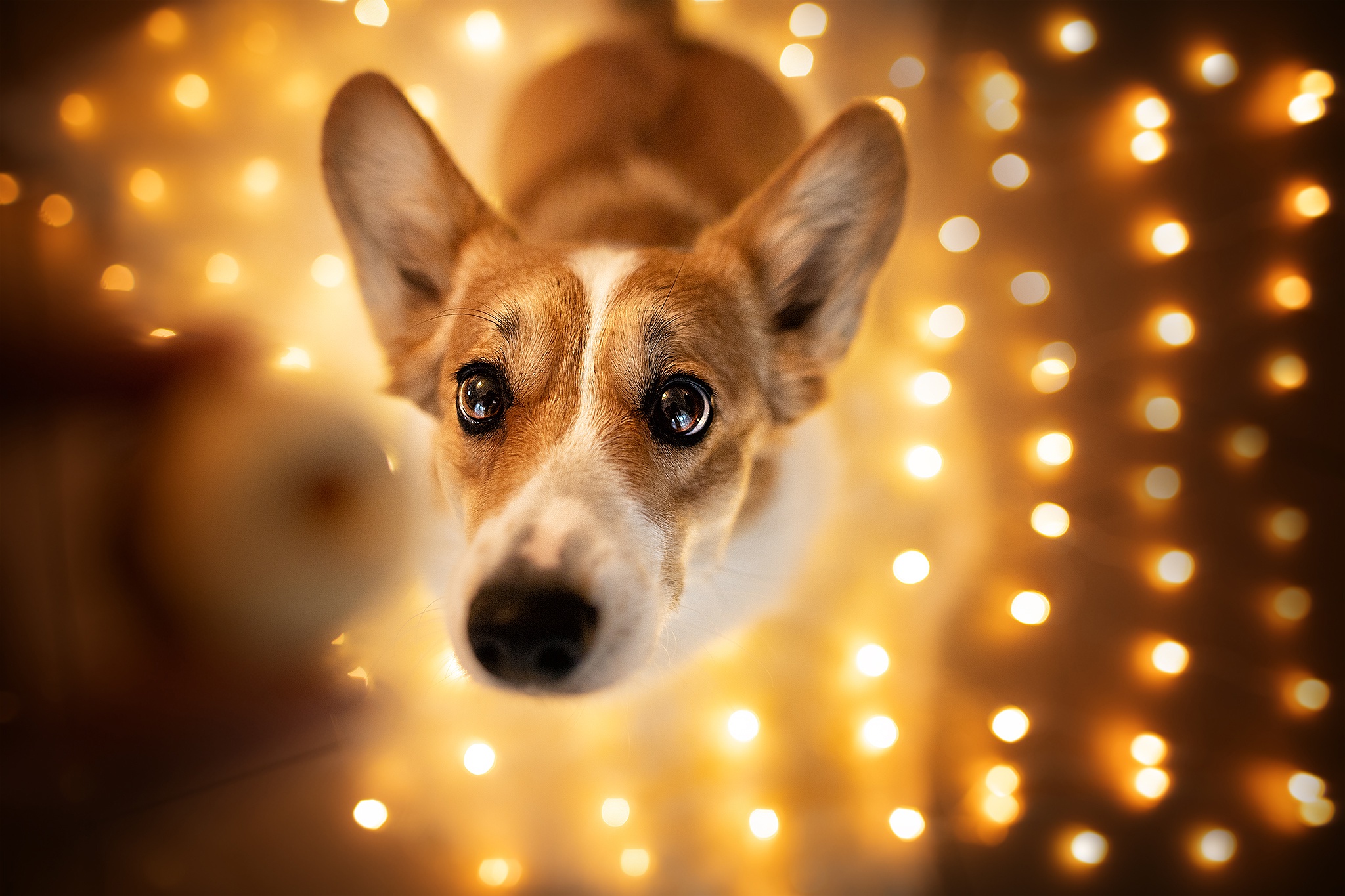 Laden Sie das Tiere, Hunde, Hund, Corgi-Bild kostenlos auf Ihren PC-Desktop herunter