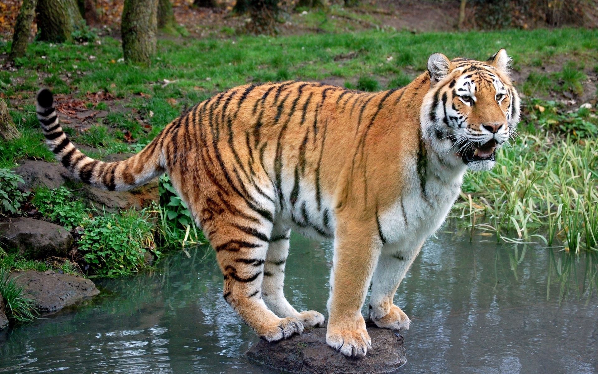 Download mobile wallpaper Animals, Stroll, Grass, Predator, Tiger for free.