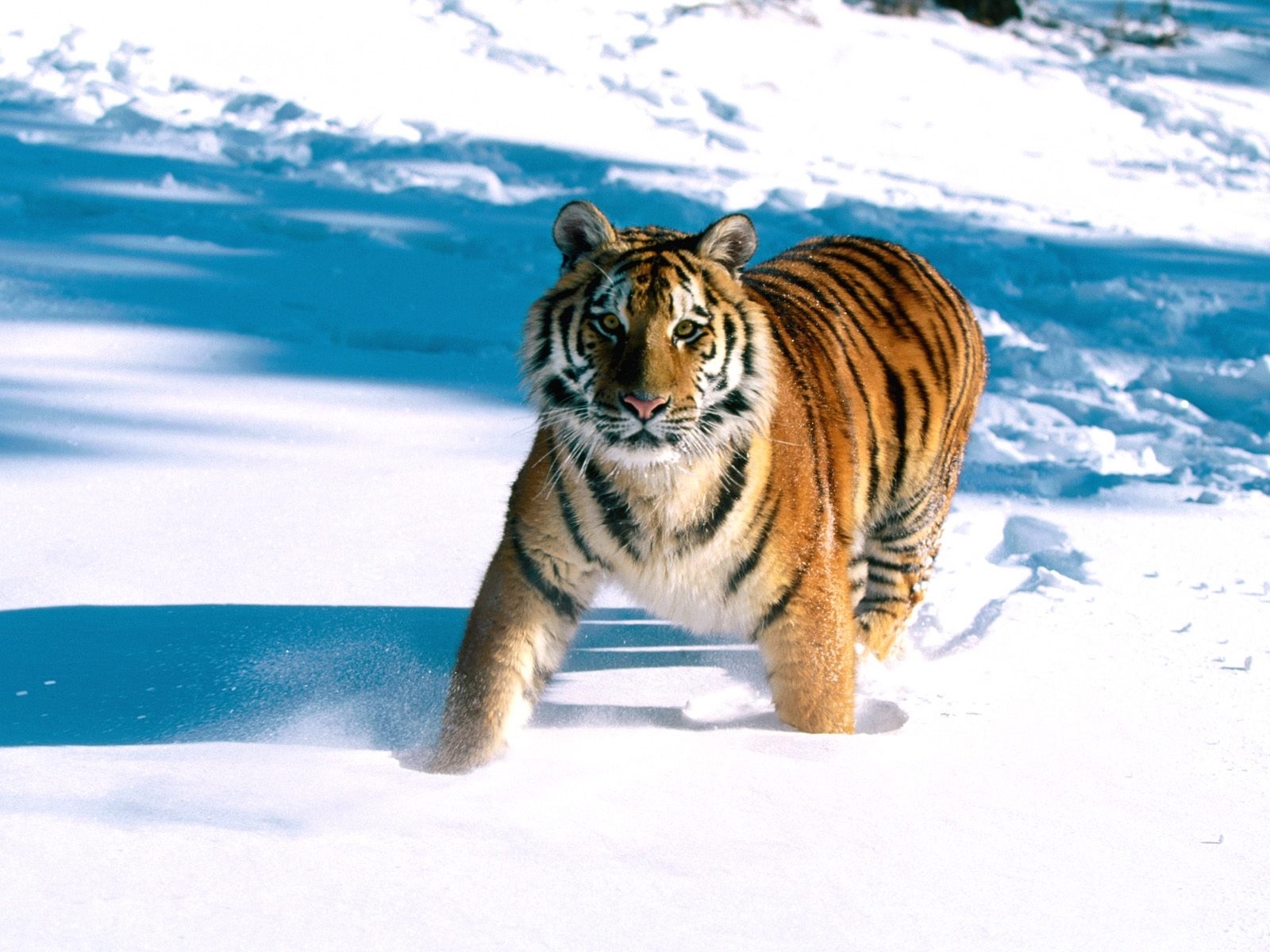Baixar papel de parede para celular de Tigres, Animais, Inverno, Neve gratuito.