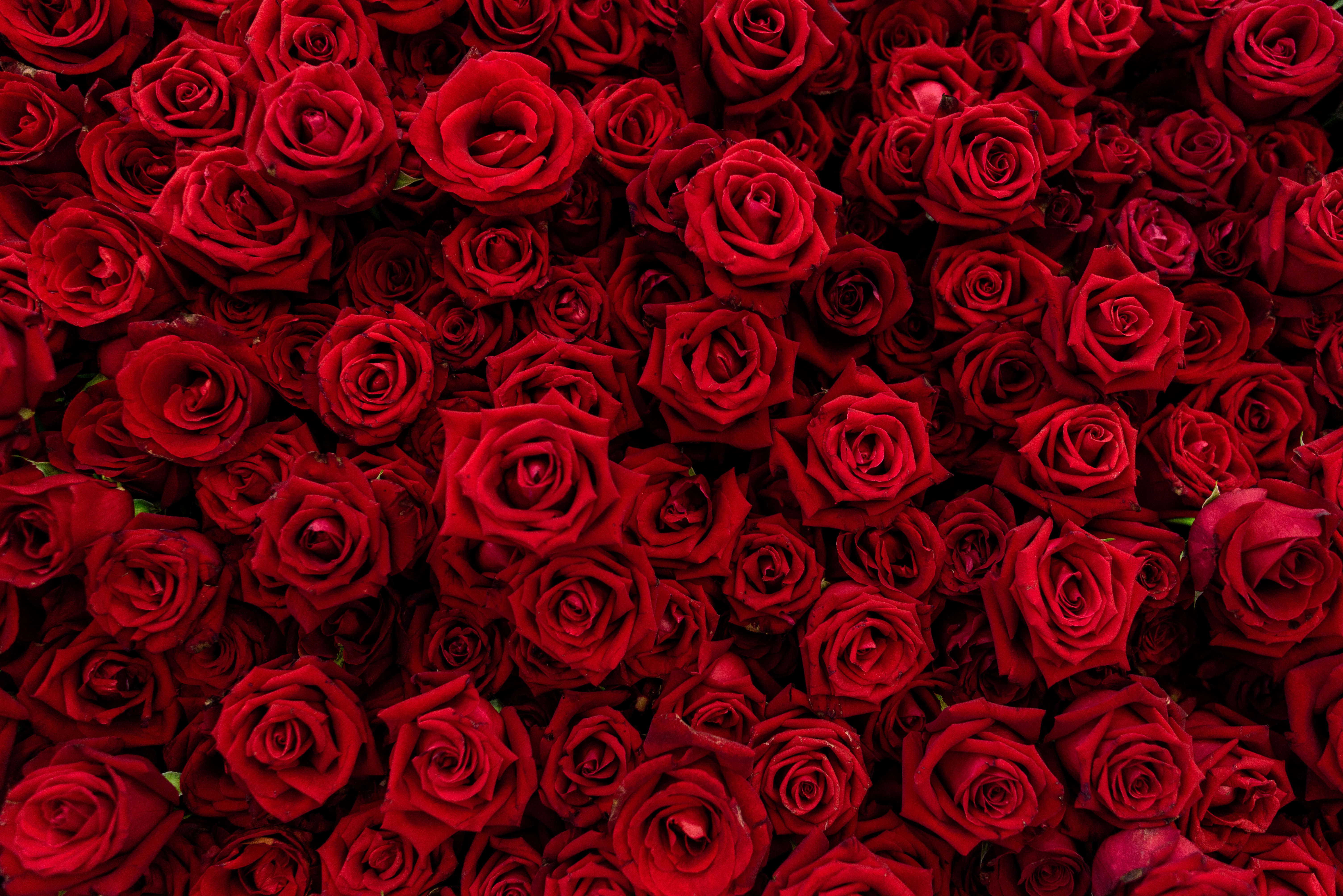 Завантажити шпалери безкоштовно Квітка, Роза, Земля, Червона Квітка, Флауерзи картинка на робочий стіл ПК