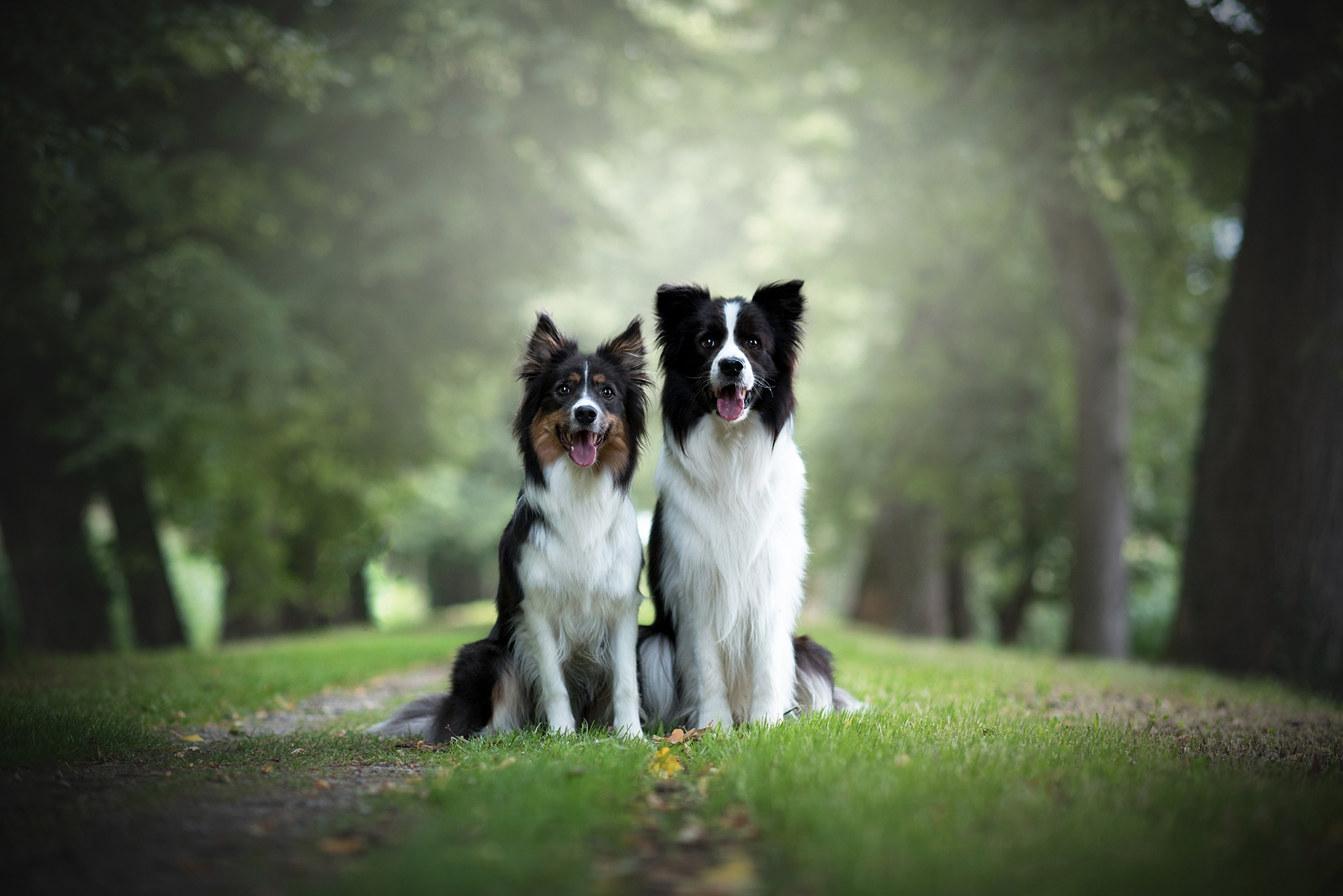 Handy-Wallpaper Tiere, Hunde, Hund, Border Collie, Tiefenschärfe kostenlos herunterladen.