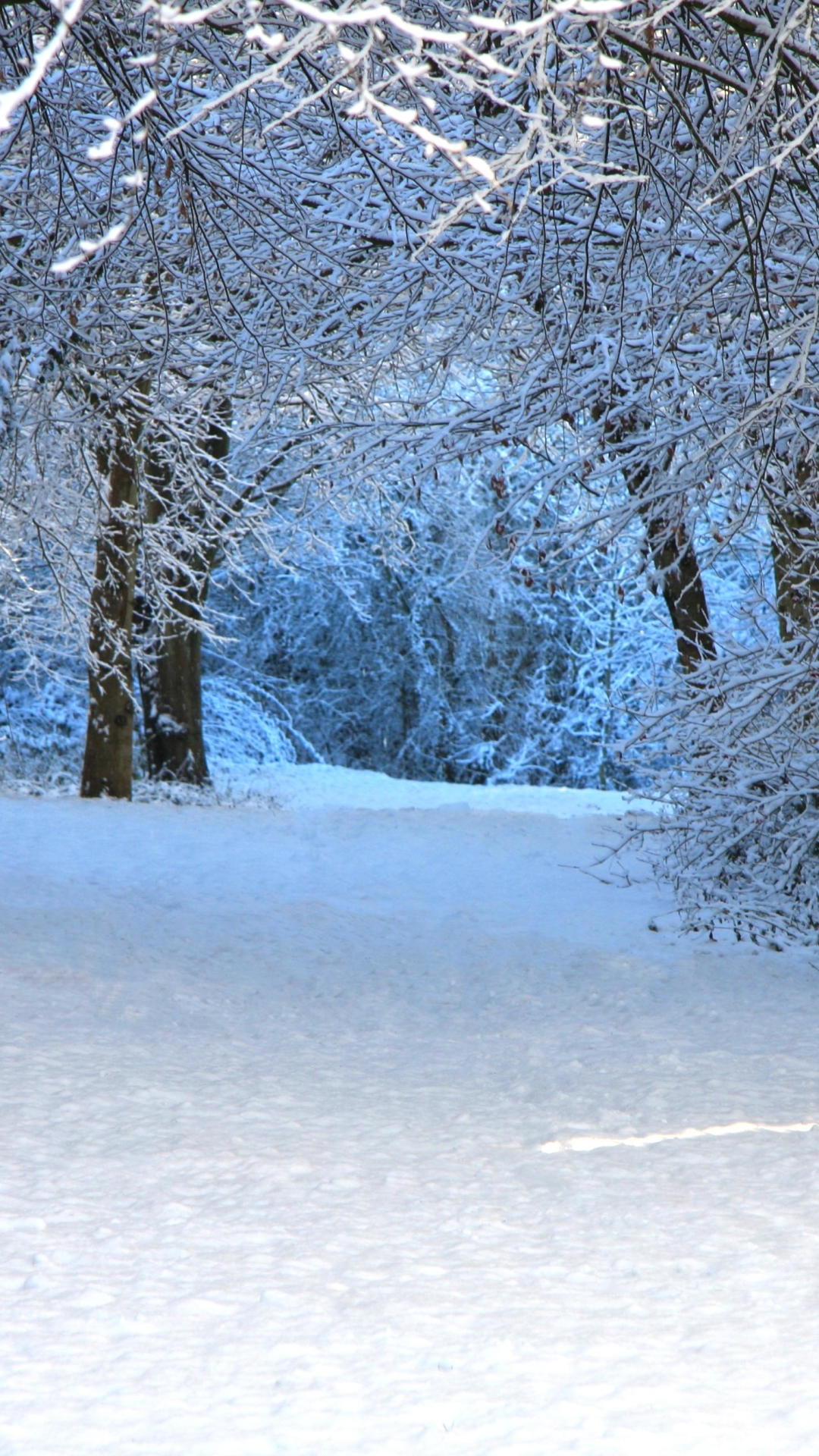 Download mobile wallpaper Winter, Snow, Forest, Tree, Earth for free.