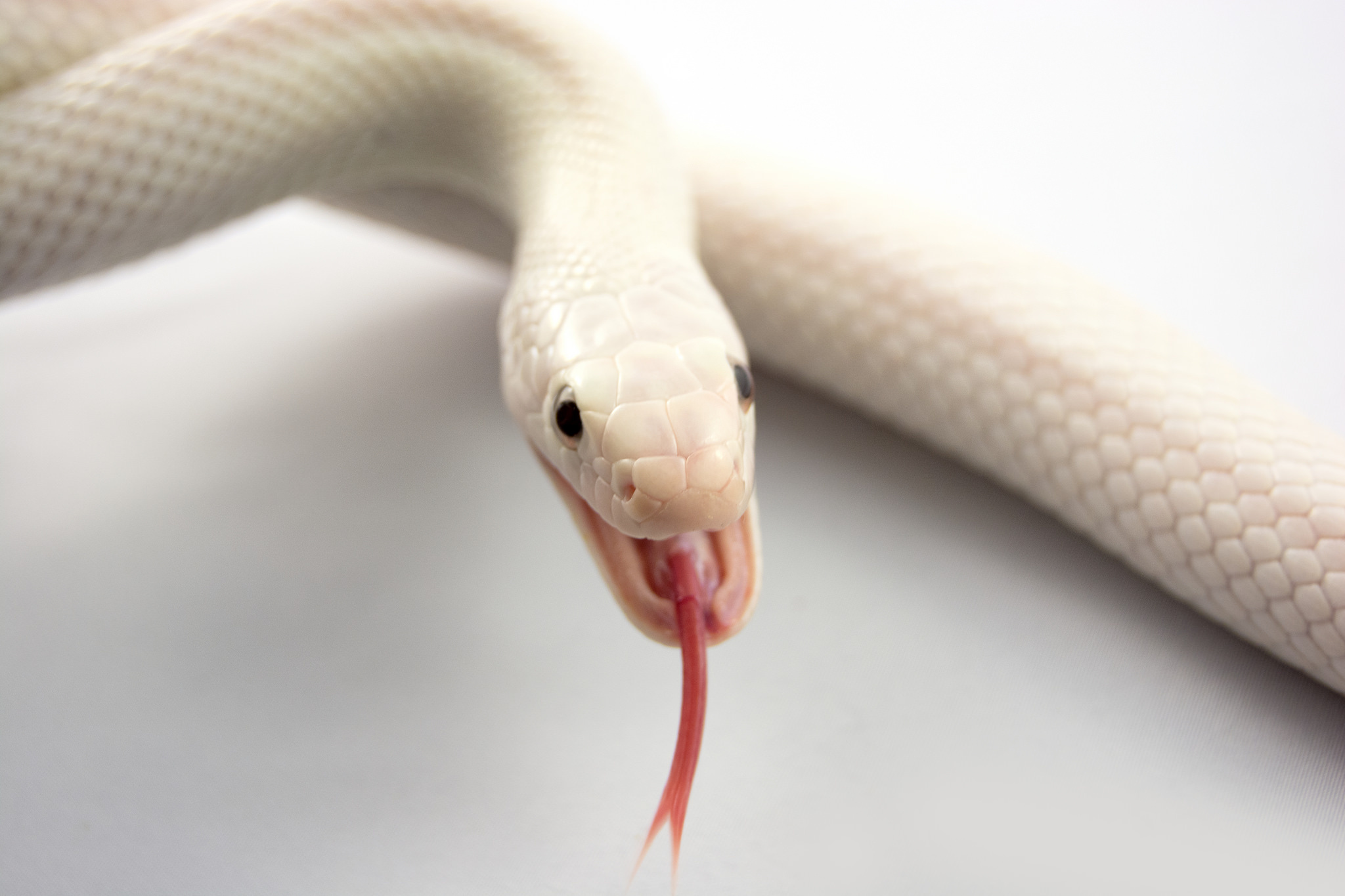 animals, to fall, mouth, snake, albino, language, tongue