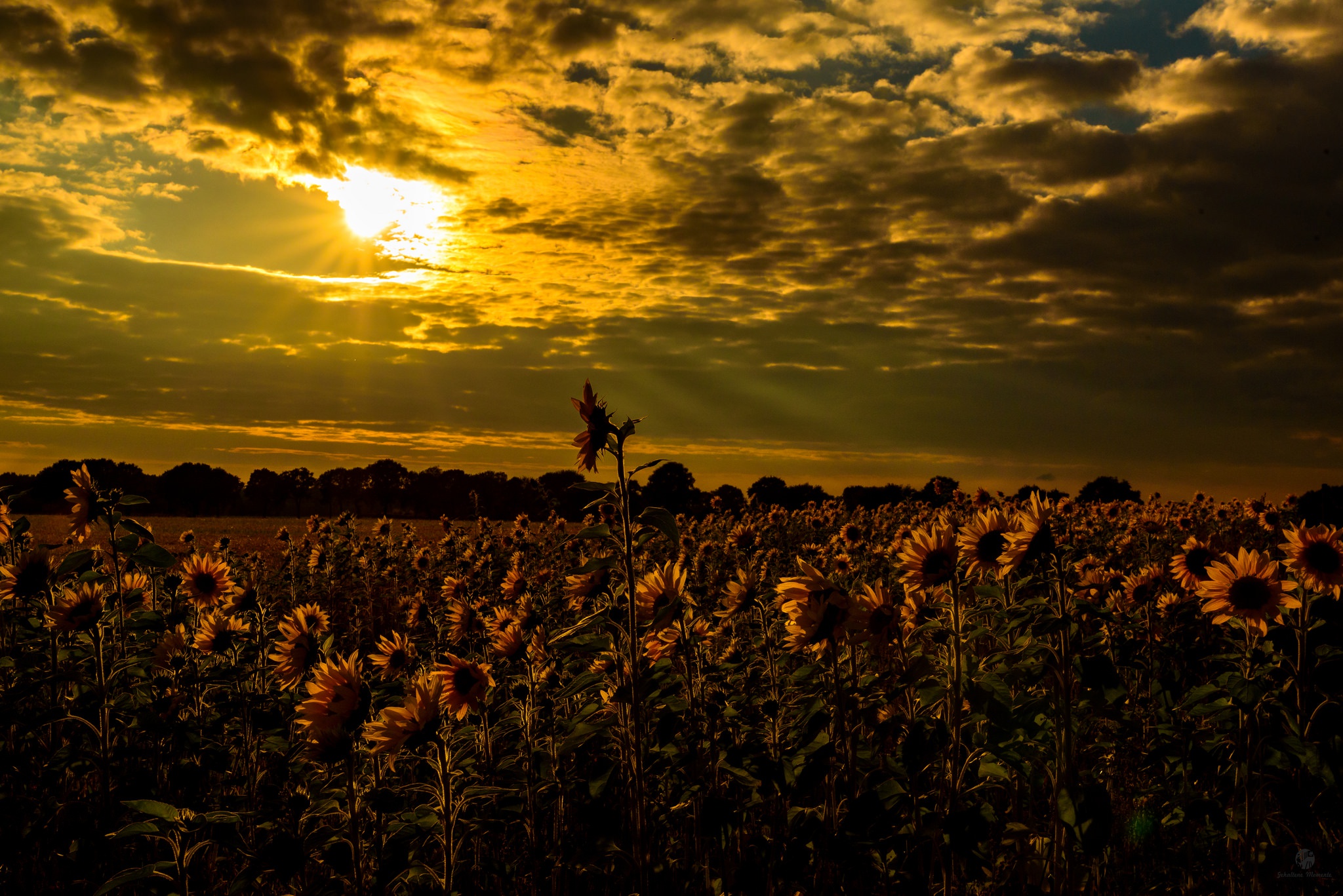 Download mobile wallpaper Nature, Flowers, Sunset, Sky, Summer, Flower, Earth, Field, Cloud, Sunflower, Yellow Flower for free.