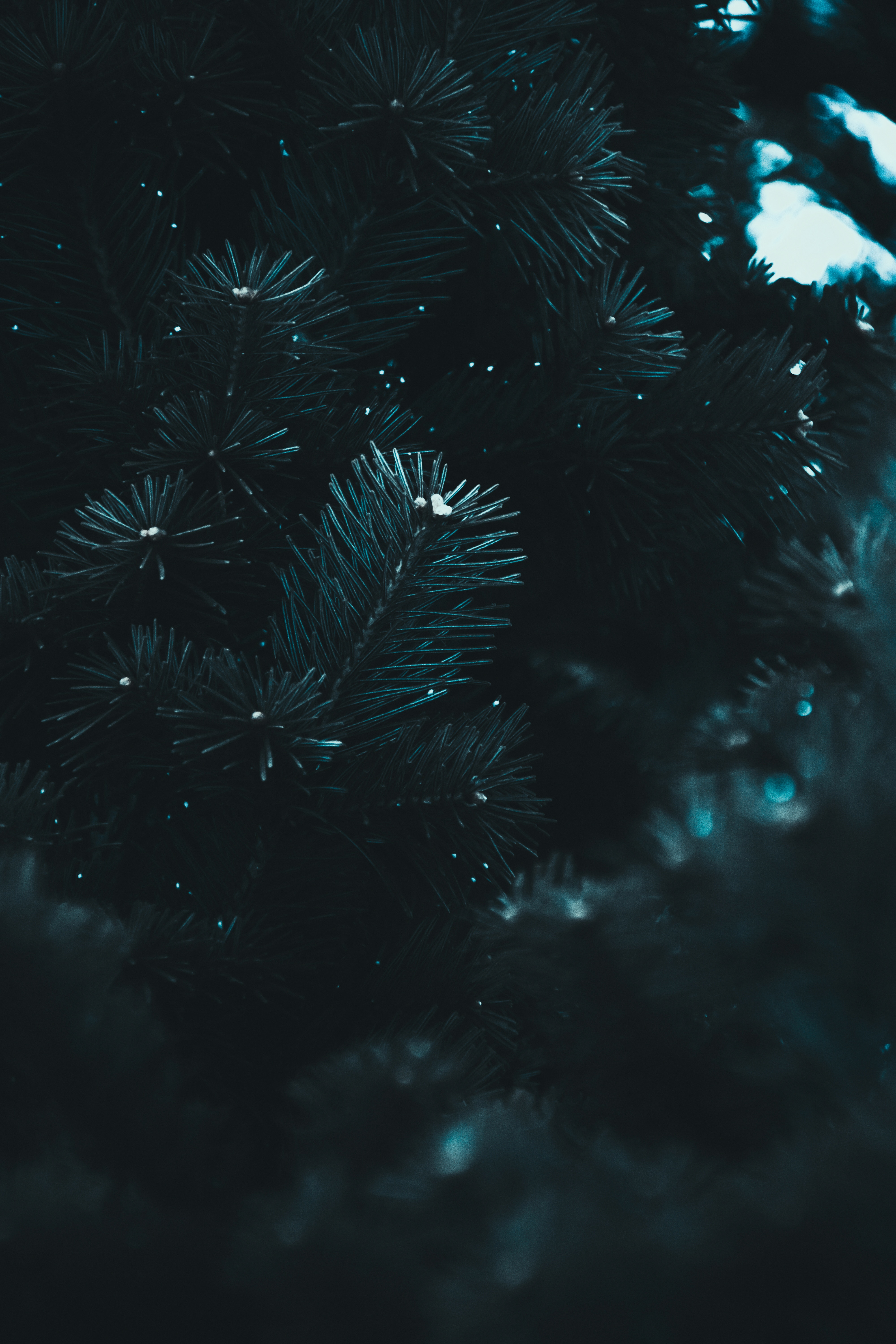 blur, needle, macro, dark, smooth, branch, spruce, fir Phone Background