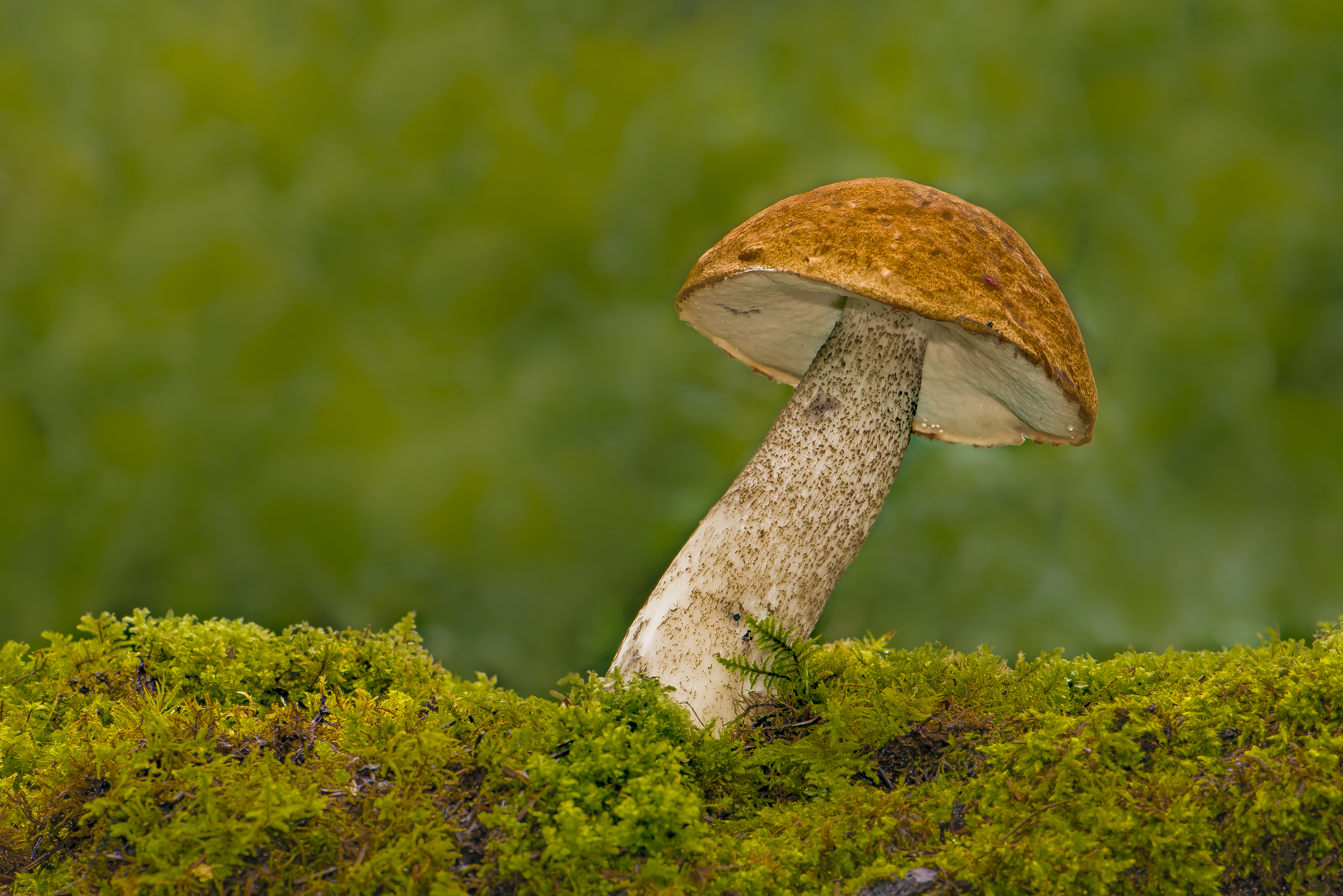 Free download wallpaper Nature, Blur, Close Up, Earth, Mushroom, Moss on your PC desktop