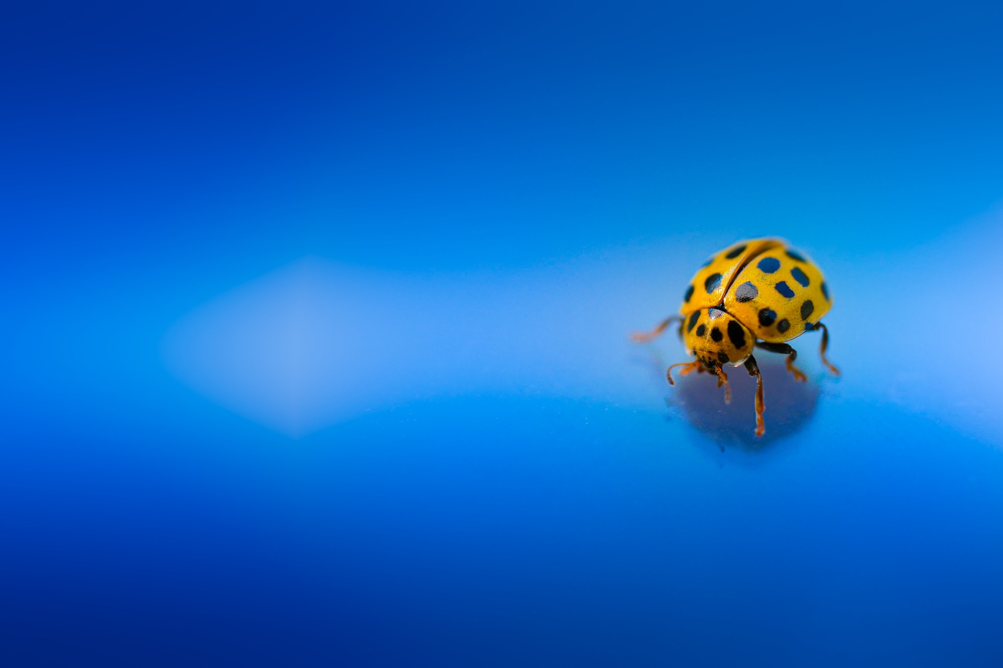 Free download wallpaper Macro, Insect, Animal, Ladybug, Beetle on your PC desktop