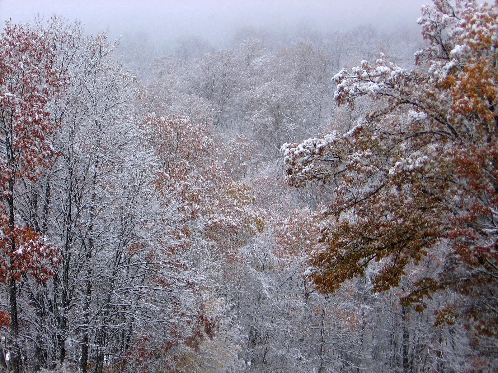 Скачать картинку Деревья, Снег, Листья, Природа, Осень в телефон бесплатно.
