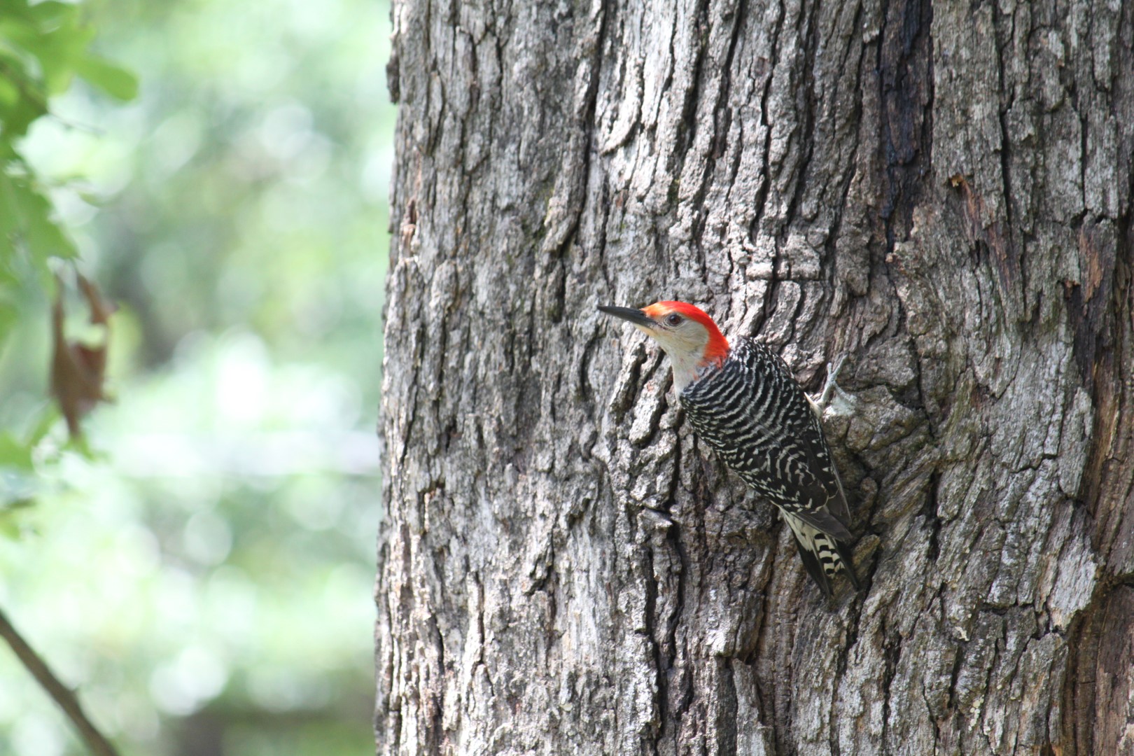 Free download wallpaper Birds, Bird, Animal on your PC desktop