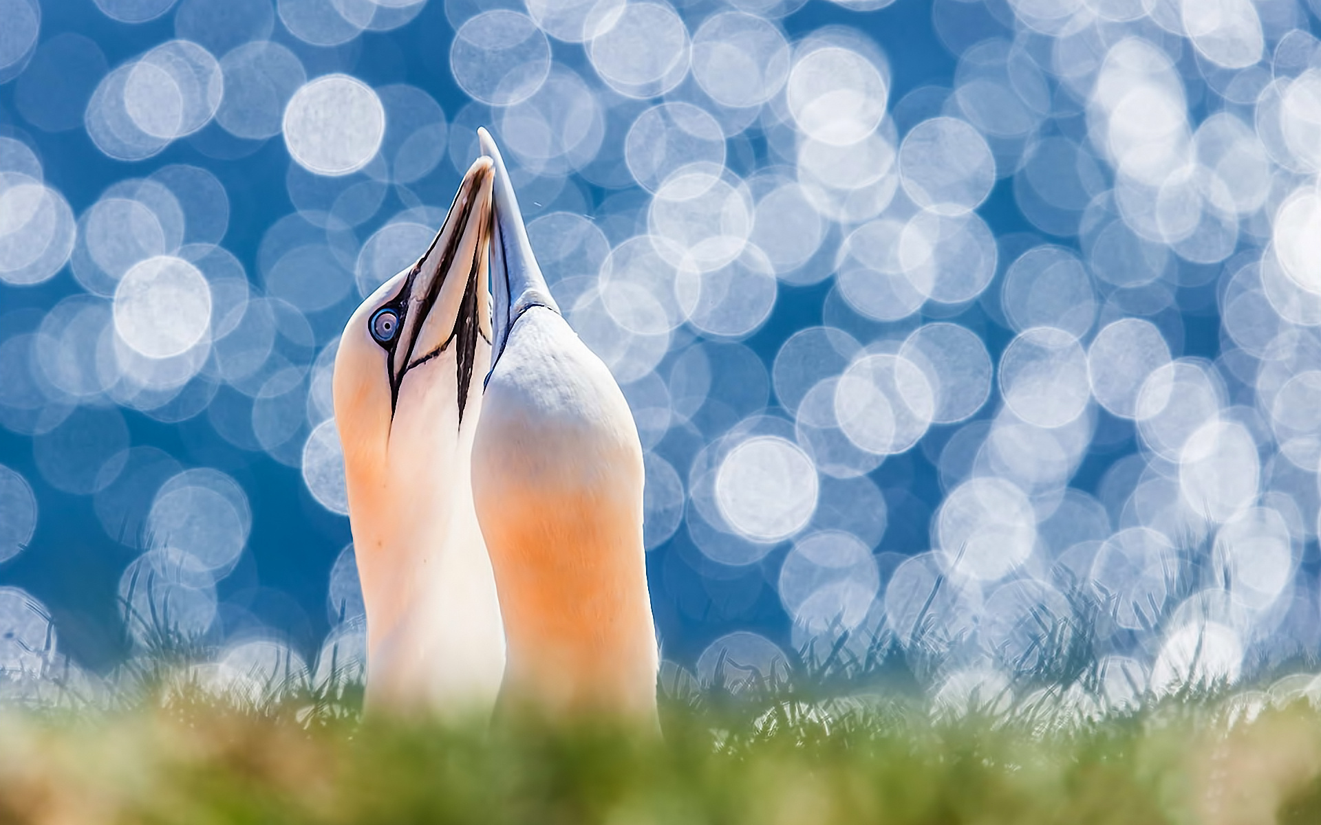 Handy-Wallpaper Seemöve, Vögel, Tiere kostenlos herunterladen.