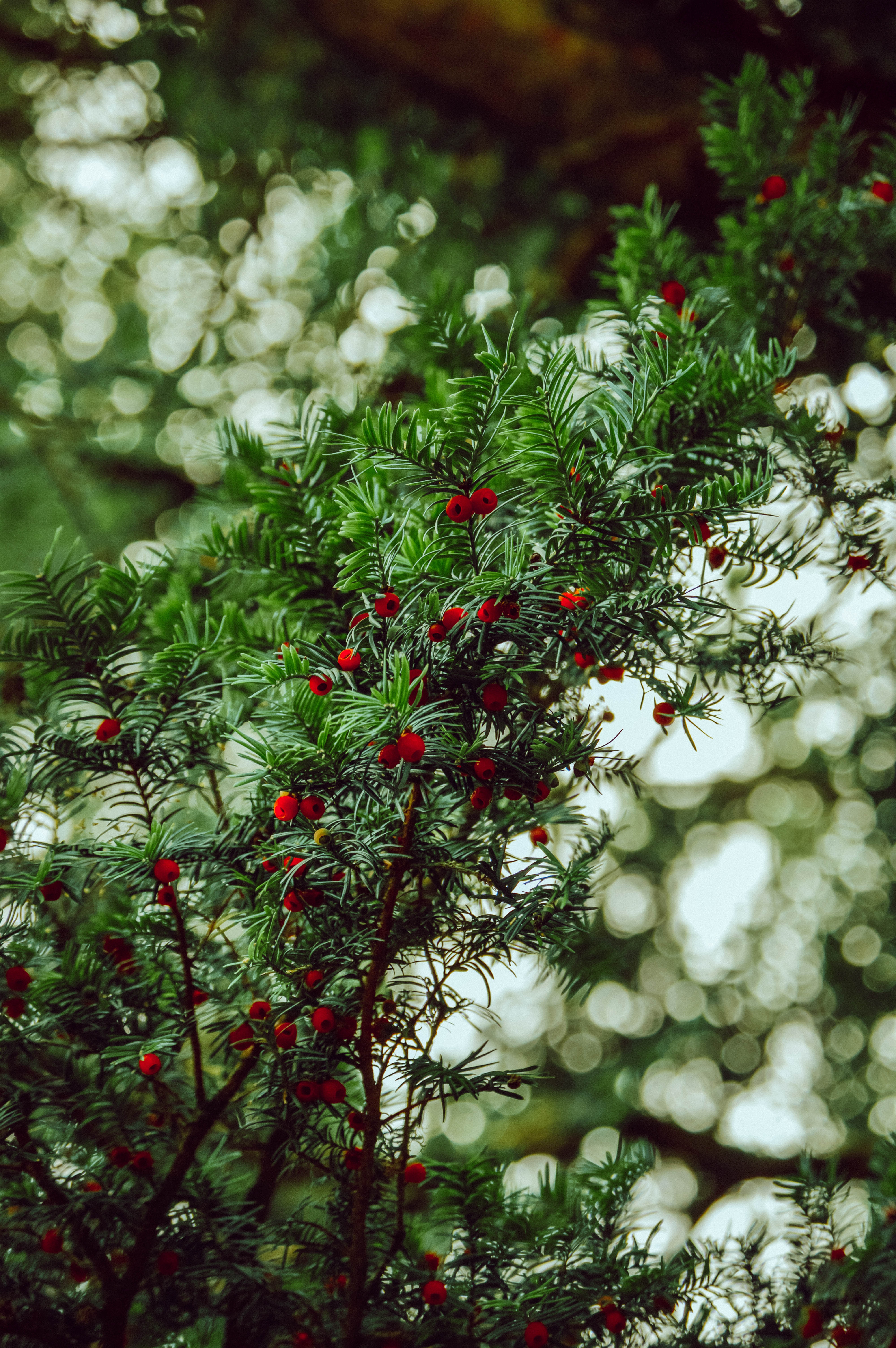 Free download wallpaper Nature, Berries, Plant, Branches, Yew on your PC desktop