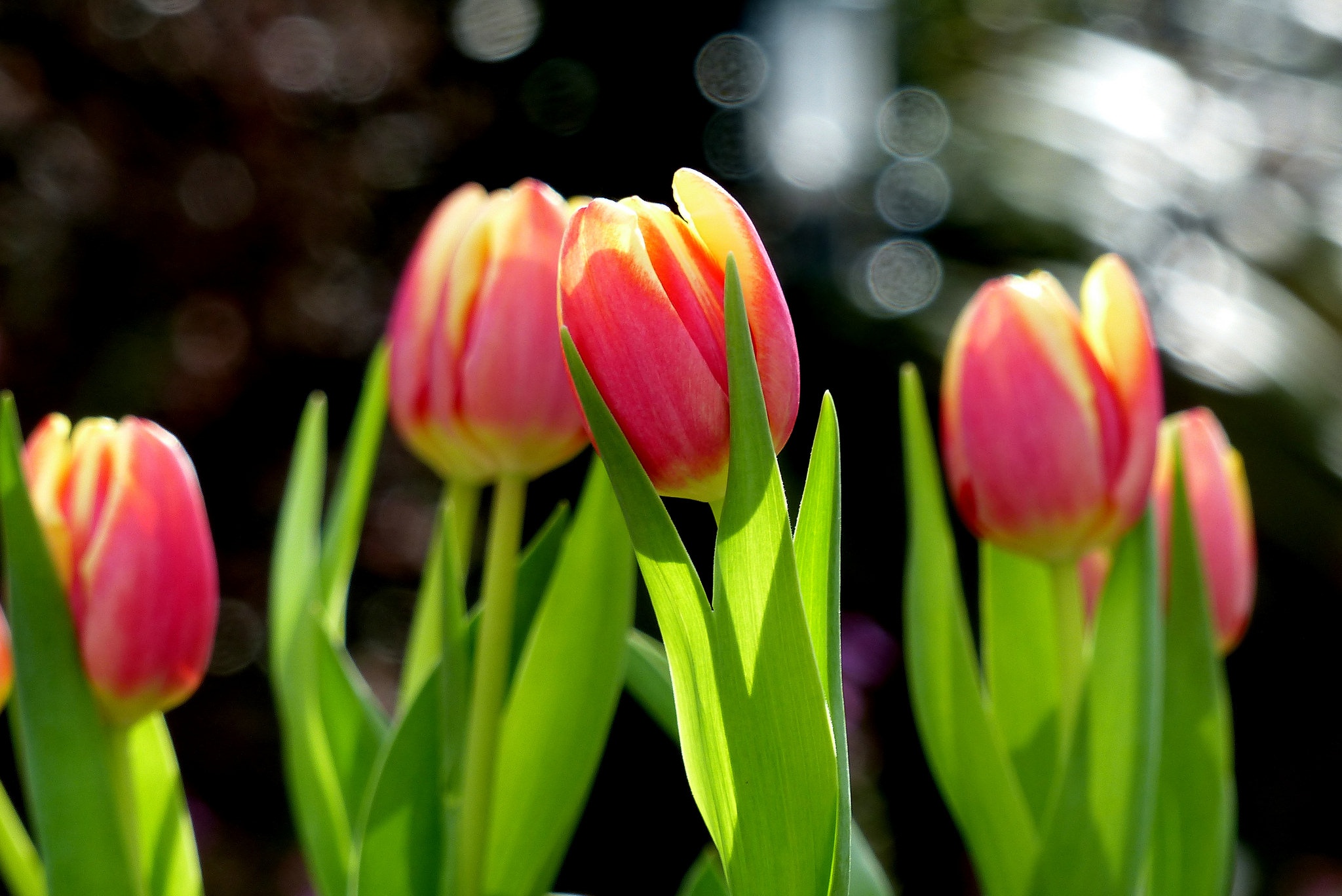 Handy-Wallpaper Blumen, Blume, Tulpe, Erde/natur kostenlos herunterladen.