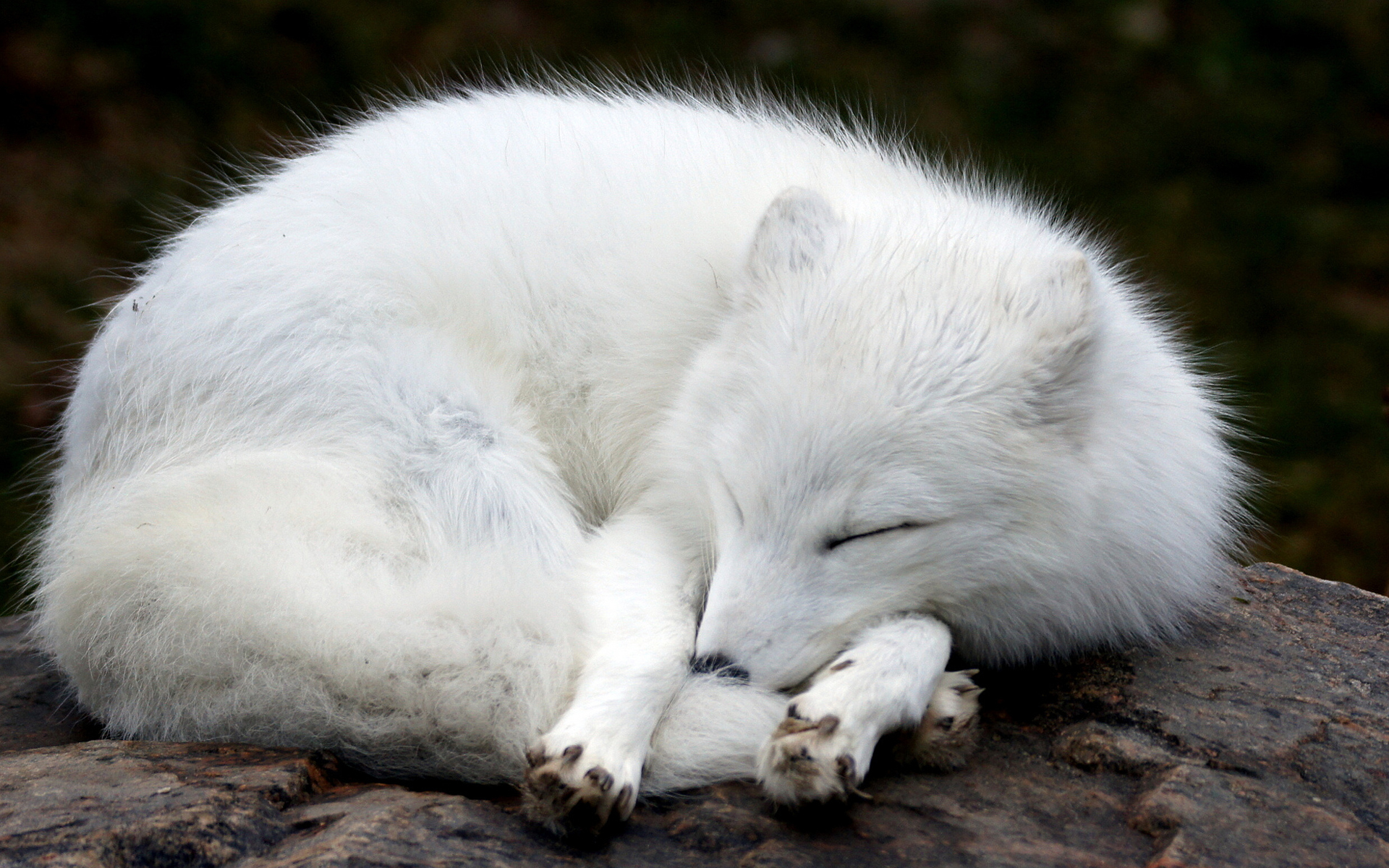 283778 baixar papel de parede animais, raposa do ártico, cães - protetores de tela e imagens gratuitamente