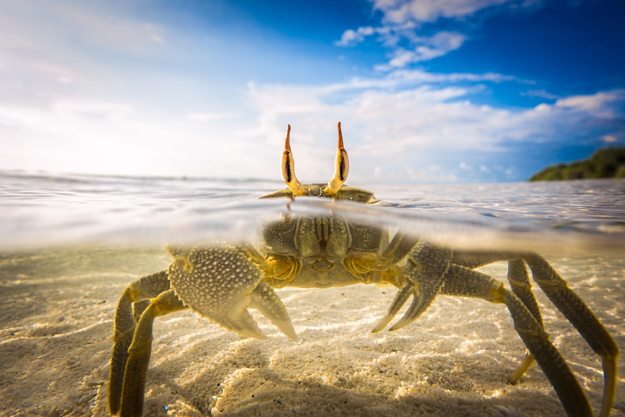 Free download wallpaper Animal, Crab, Sea Life on your PC desktop