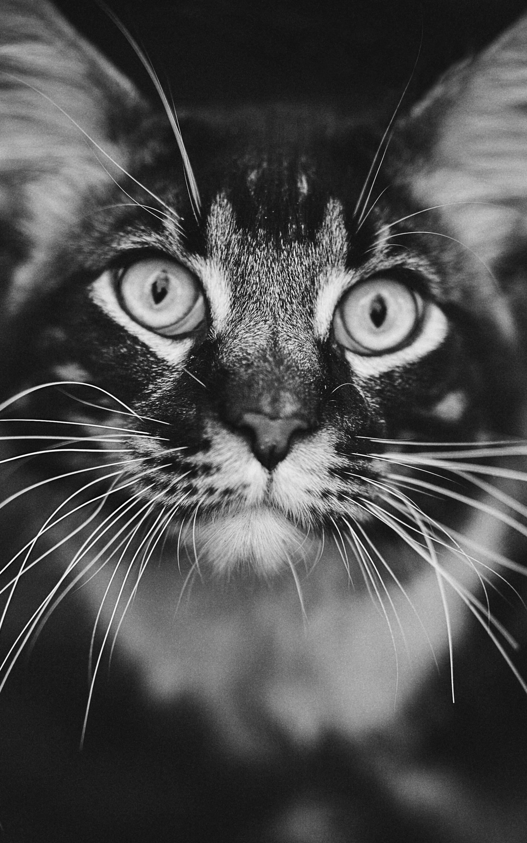 Laden Sie das Tiere, Katzen, Katze, Schwarz Weiß, Schwarz Weiss, Starren-Bild kostenlos auf Ihren PC-Desktop herunter