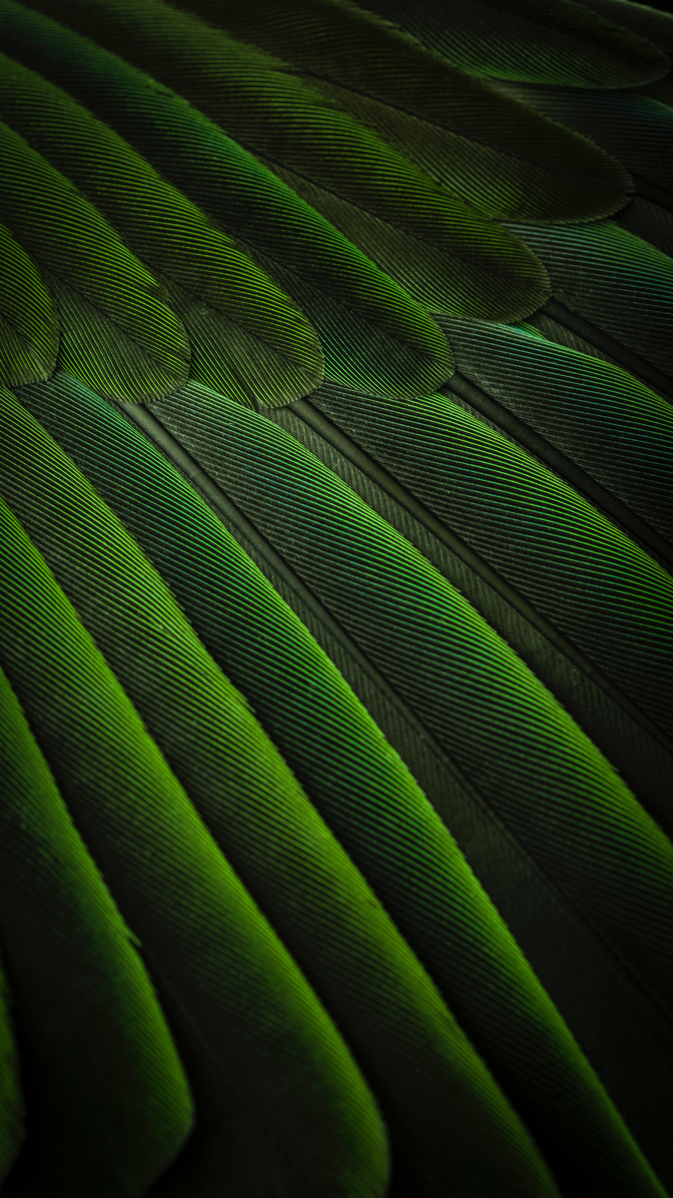 feather, textures, green, background, bird, texture, color phone wallpaper
