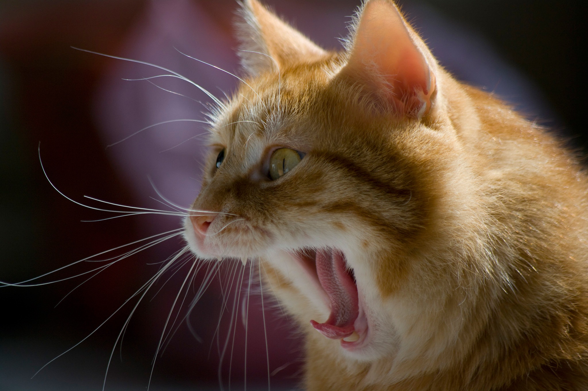 472088 descargar fondo de pantalla animales, gato, bostezo, gatos: protectores de pantalla e imágenes gratis