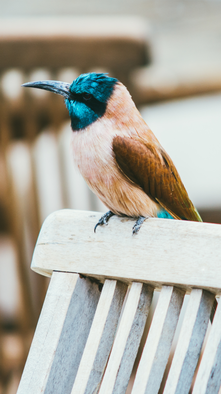 Baixar papel de parede para celular de Animais, Aves, Pássaro gratuito.