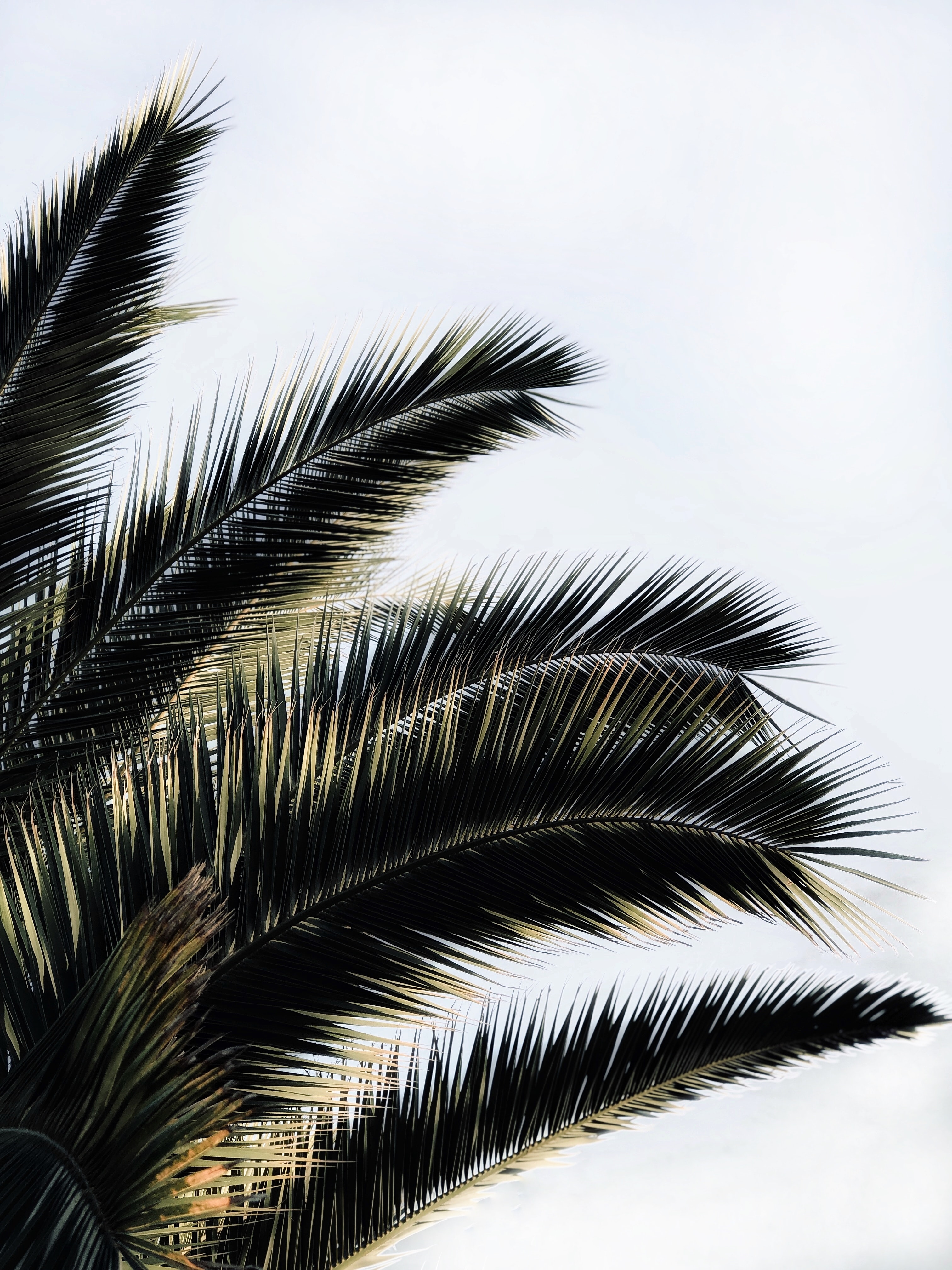 Download mobile wallpaper Branches, Palm, Plant, Nature, Sky for free.
